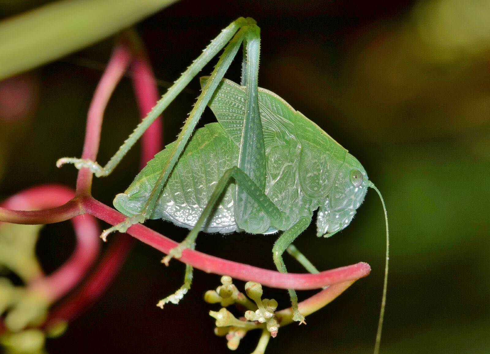 Nikon D5300 sample photo. Grasshopper, katydid, nymph photography