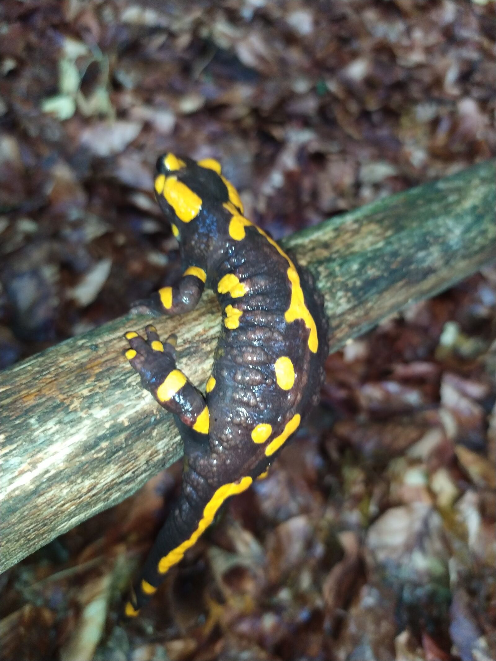 Xiaomi Redmi Note 7 sample photo. Amphibians, salamander, fire salamander photography