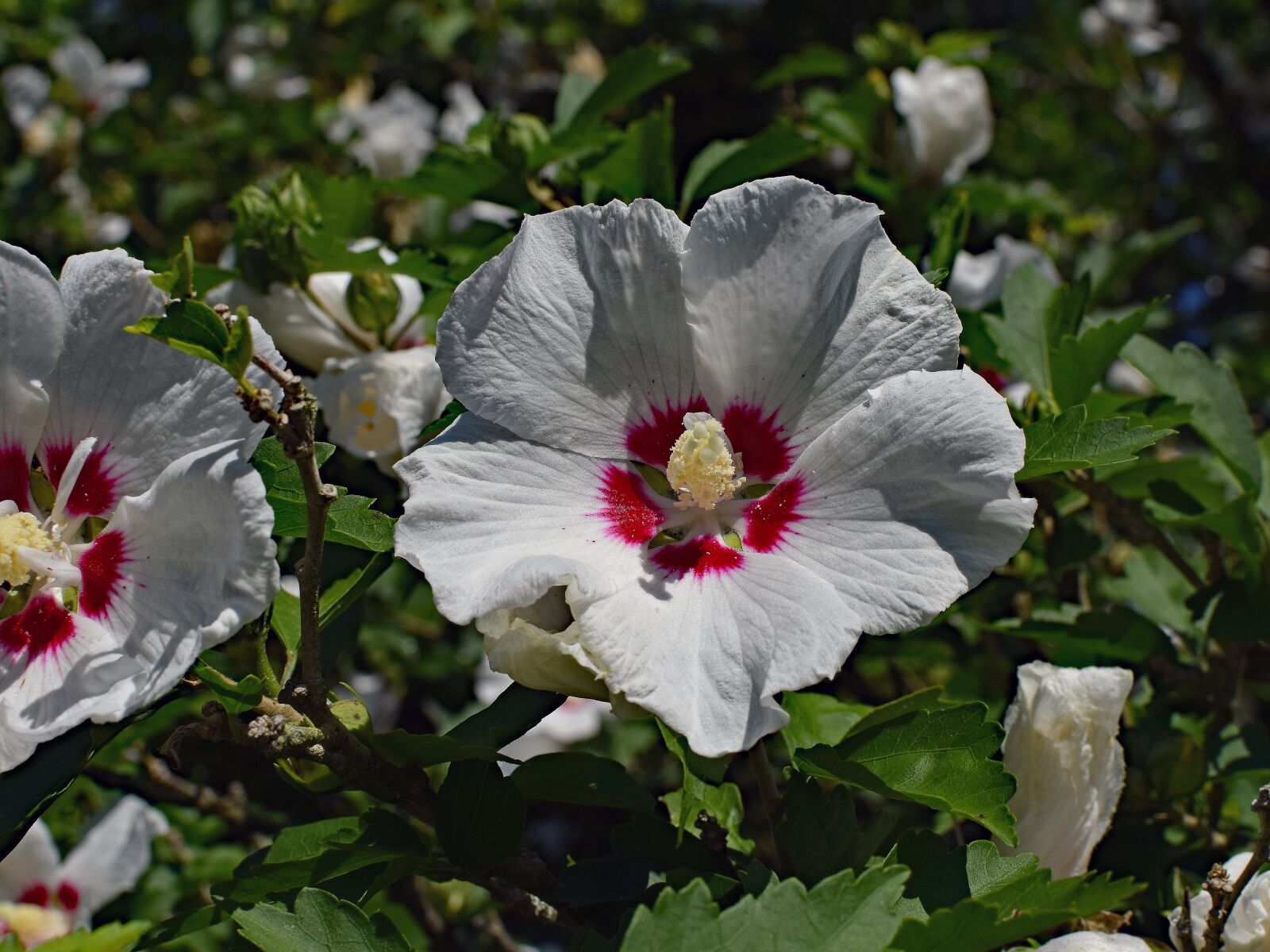 Nikon D3300 sample photo. Rose of sharon, flower photography