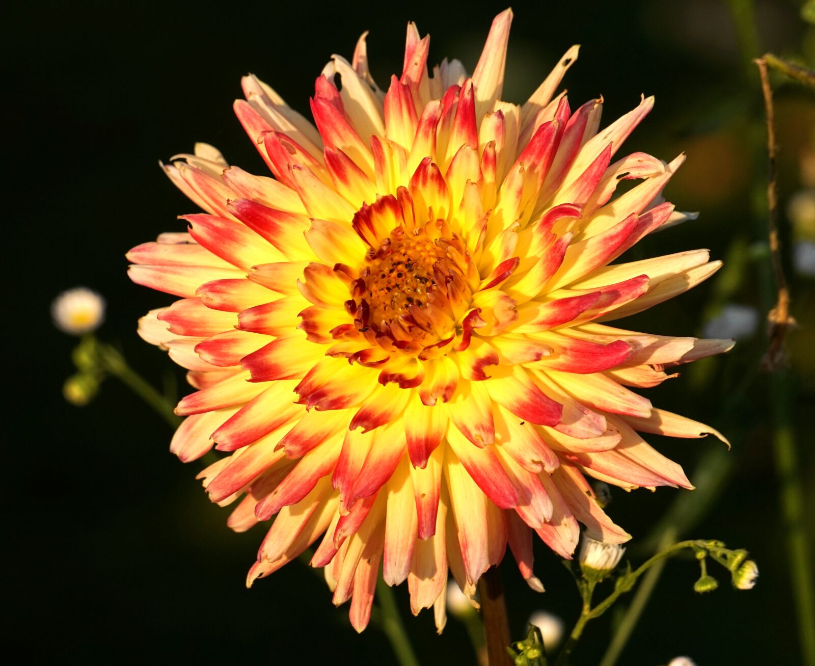 Sony Alpha a5000 (ILCE 5000) + Sony E 55-210mm F4.5-6.3 OSS sample photo. Dahlia, blossom, bloom photography