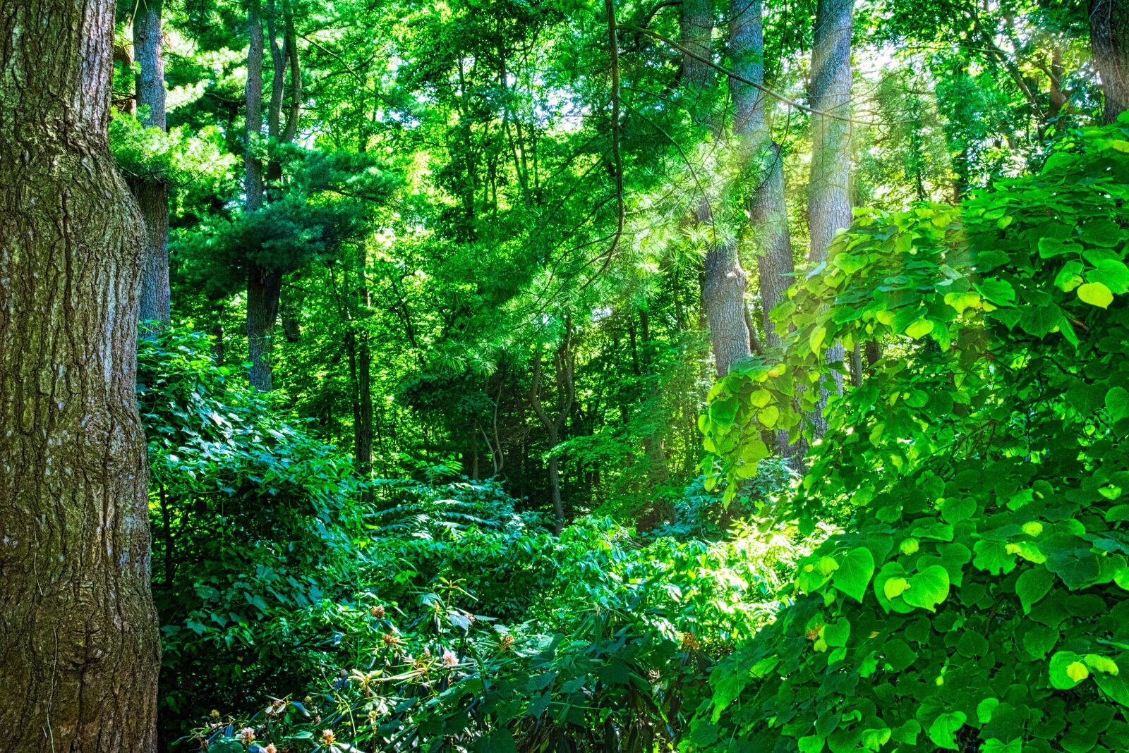 Nikon D750 sample photo. Trees, sunbeams, nature photography