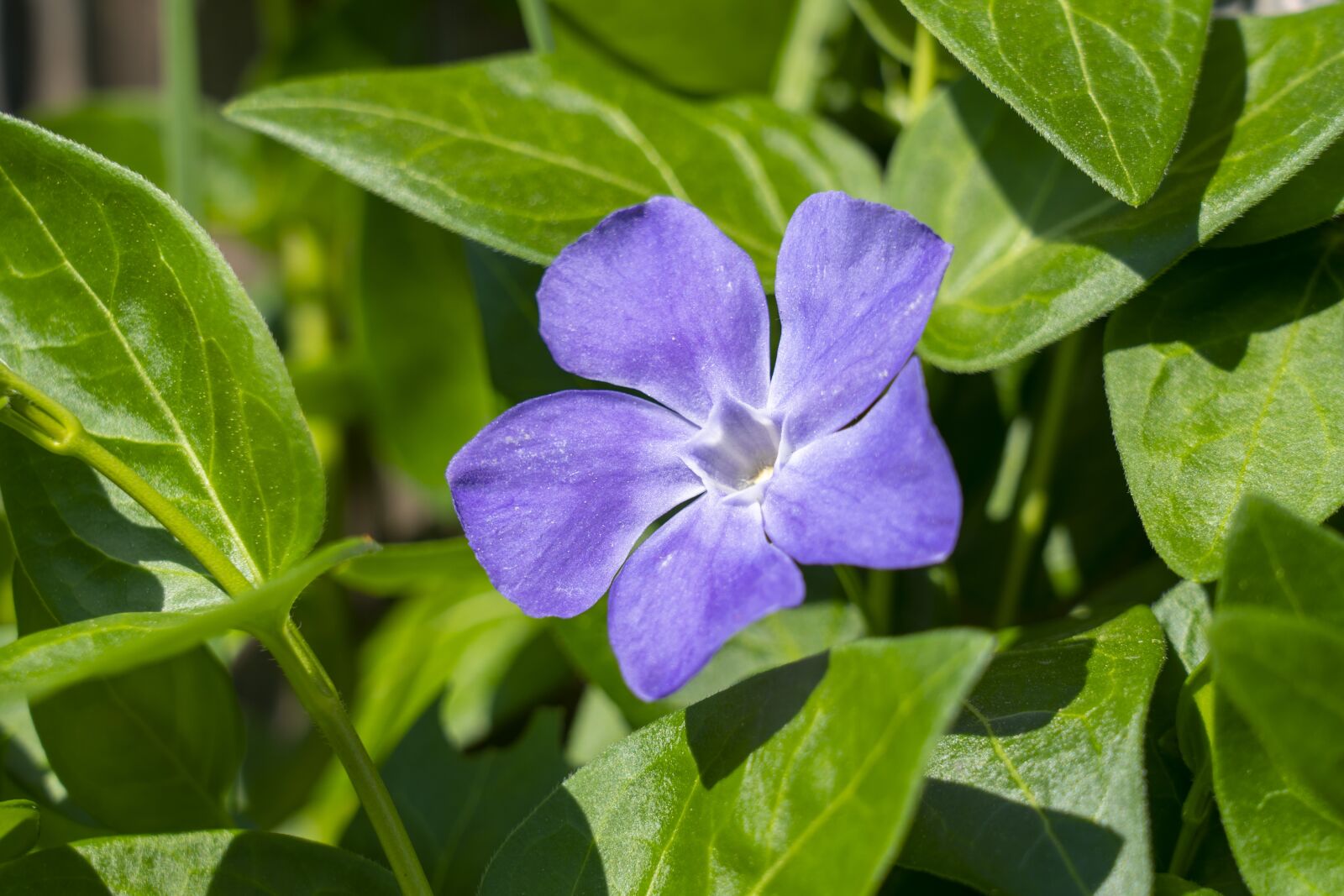 Sony FE 24-105mm F4 G OSS sample photo. Vinca, vinca minor, zemozele photography