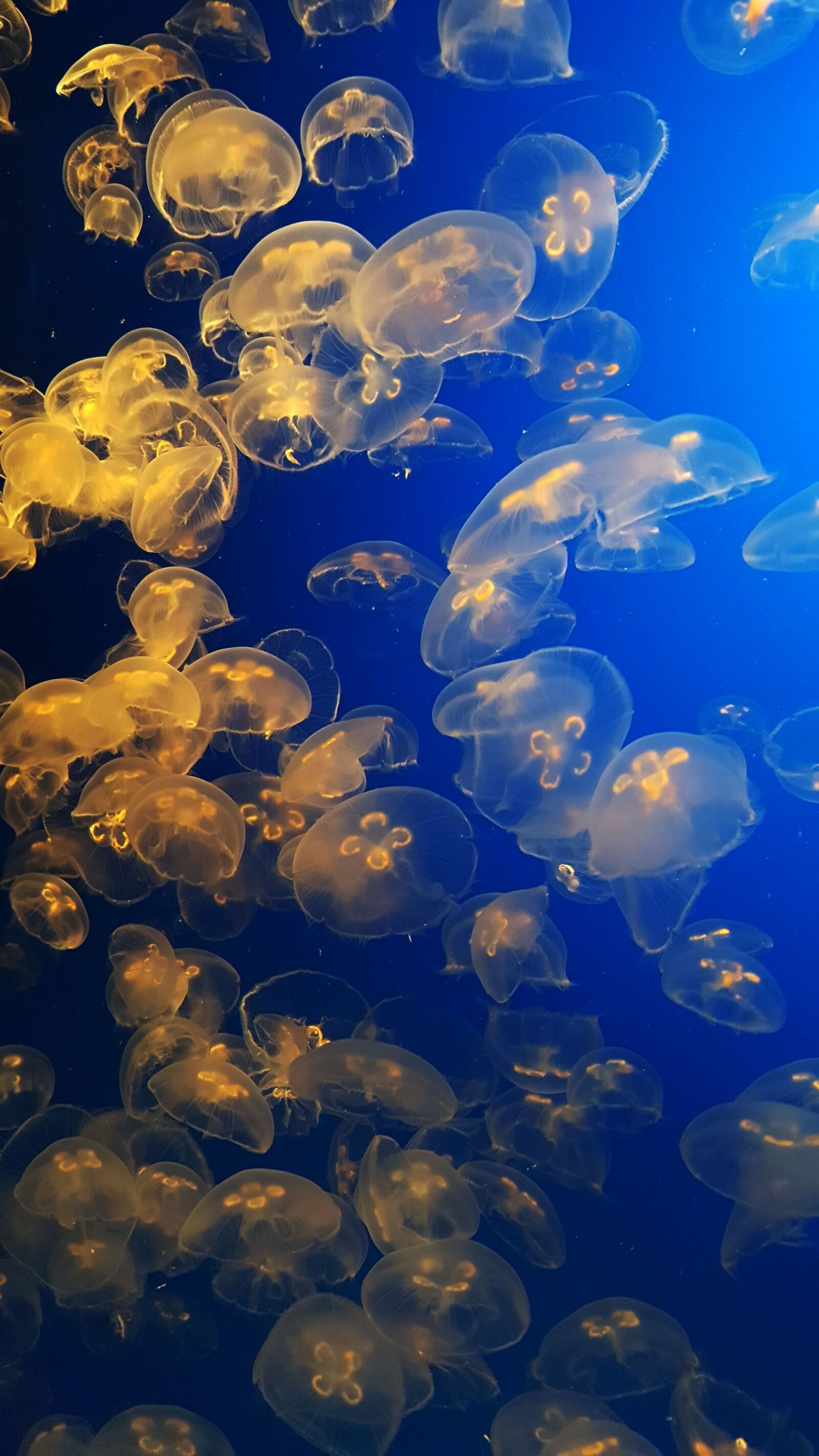 Samsung Galaxy S6 sample photo. Monterey, underwater, jellyfish photography