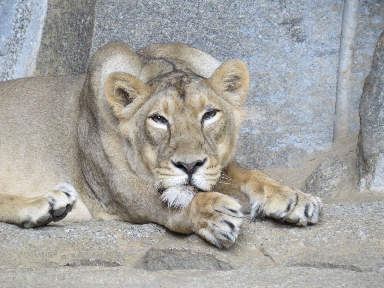Canon PowerShot SX50 HS sample photo. Lion, lioness, animal world photography