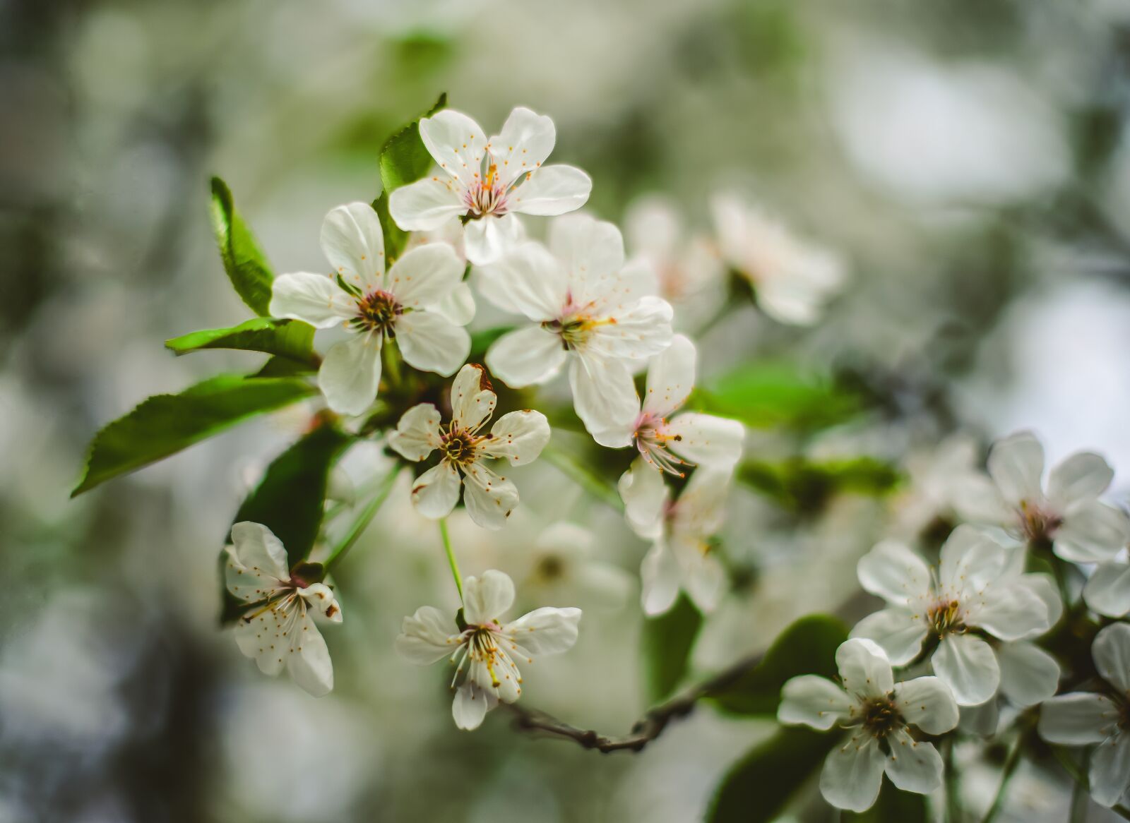 Nikon D610 sample photo. Flower, plant, nature photography