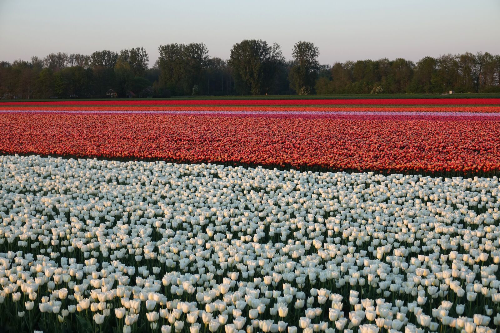 Sony Cyber-shot DSC-RX10 III sample photo. Tulips, tulip field, white photography