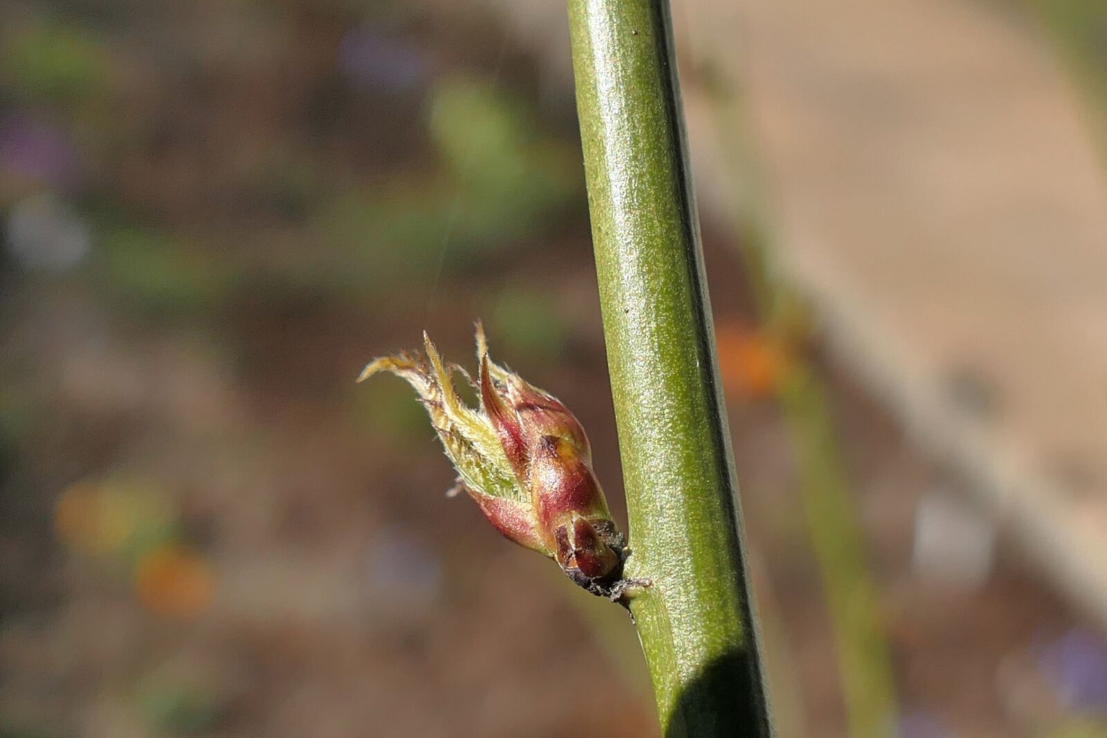 Panasonic Lumix DMC-FZ1000 sample photo. Bud, plant photography