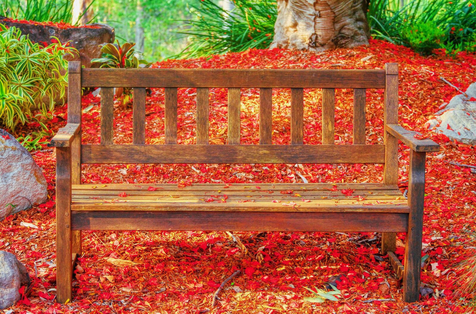 Sony E 18-135mm F3.5-5.6 OSS sample photo. Seat, tree, red photography