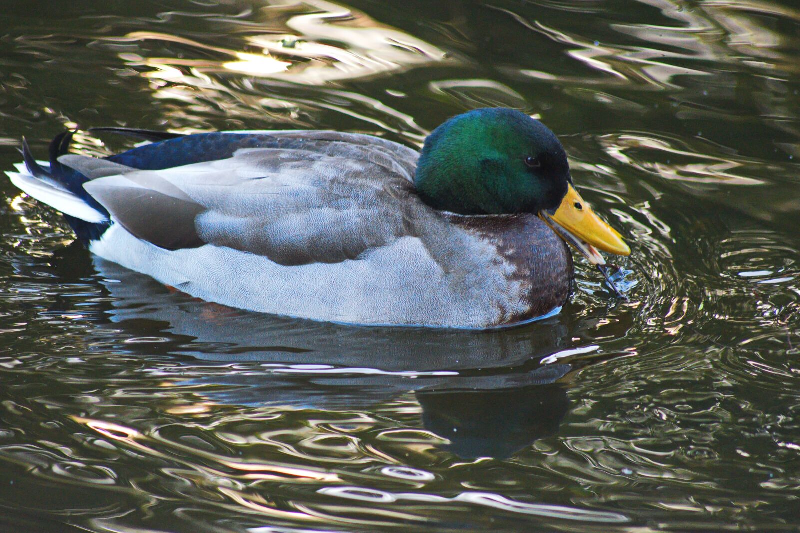 Nikon D3300 sample photo. Duckling, duck, cute photography