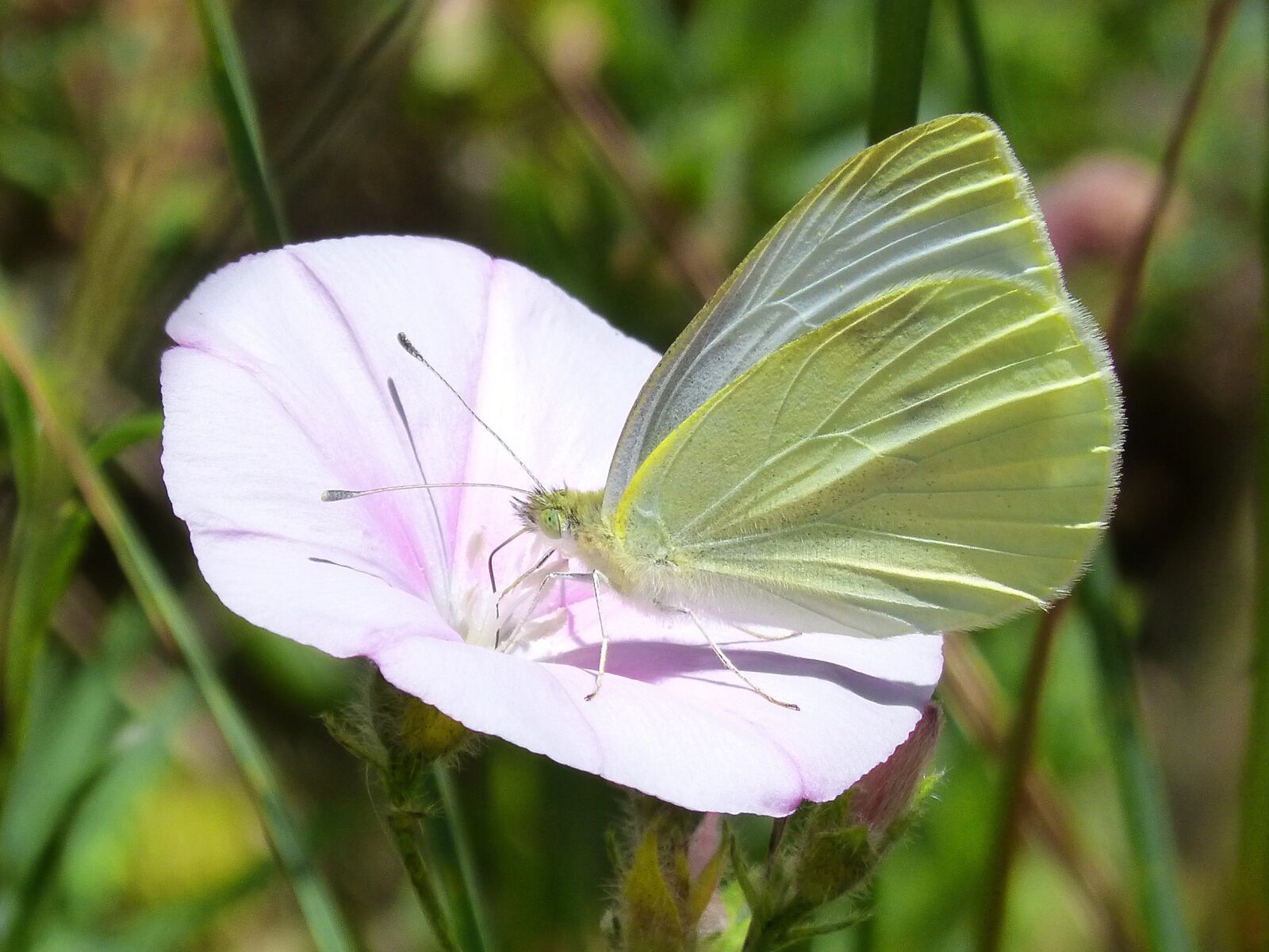 Panasonic DMC-FZ62 sample photo. Butterfly, libar, blanquita of photography