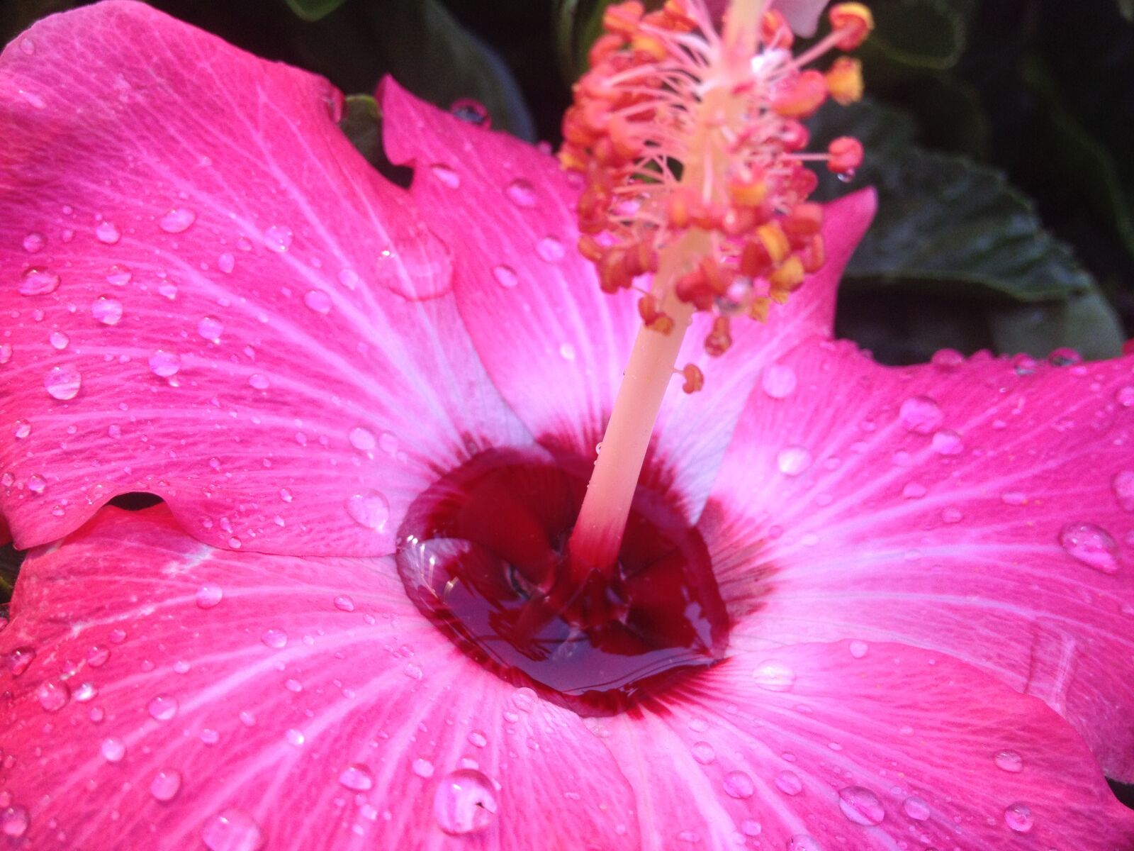 Apple iPhone 4S sample photo. Rain, close up, nature photography
