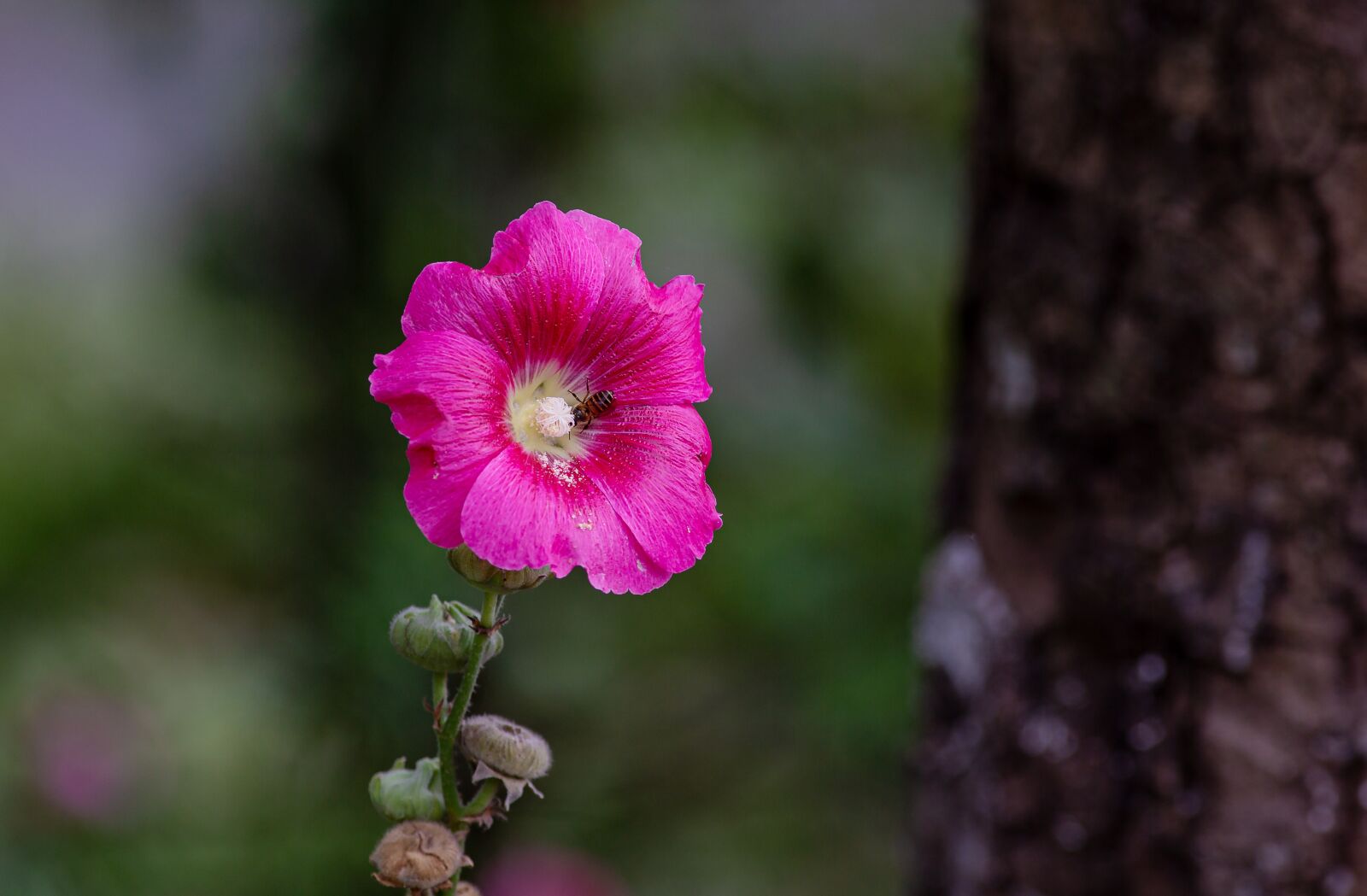 Canon EOS 5D Mark III + Canon EF 300mm f/4L sample photo. Chronic, family, pink photography