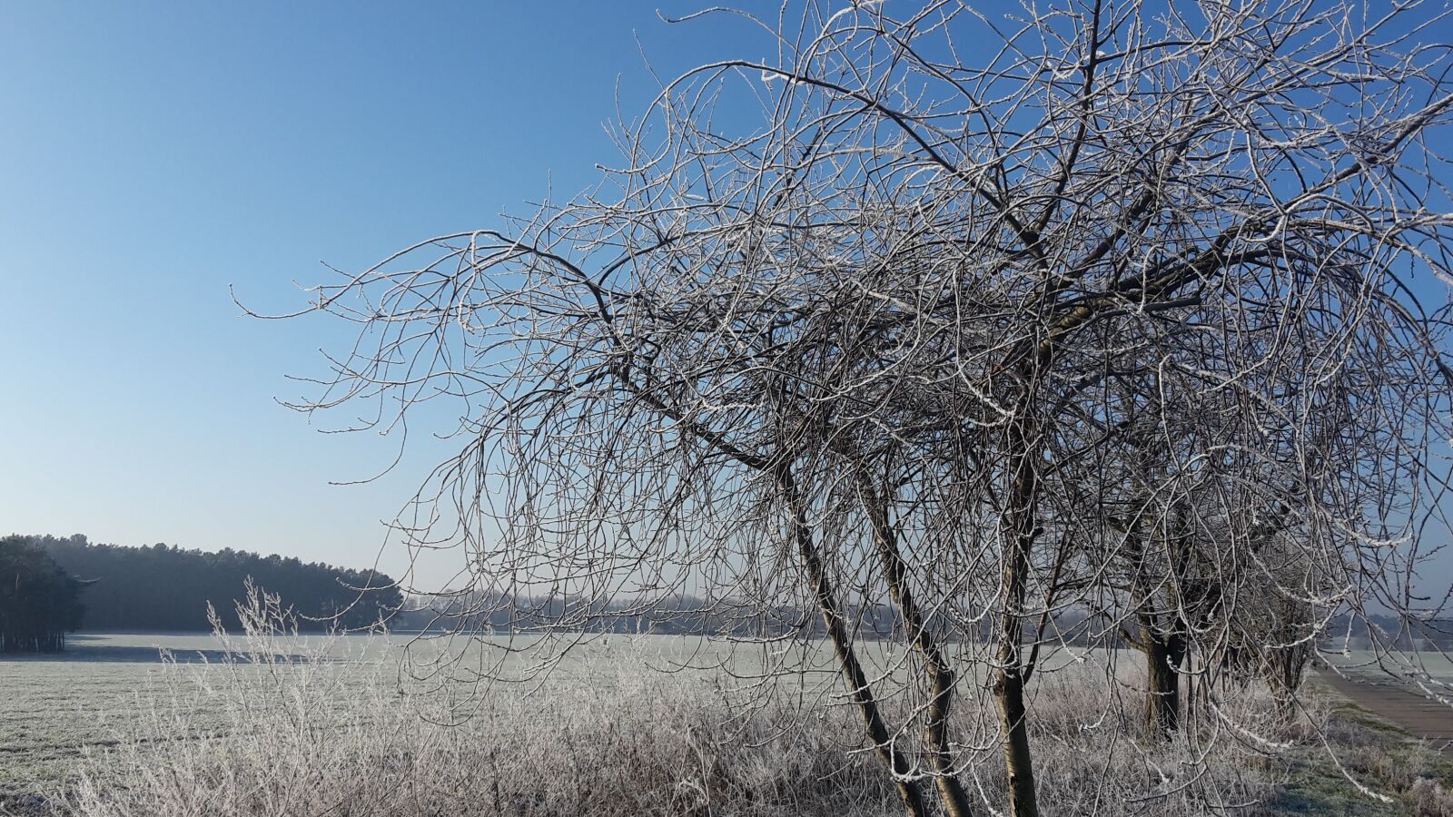 Samsung Galaxy S5 Mini sample photo. Winter, tree, nature photography