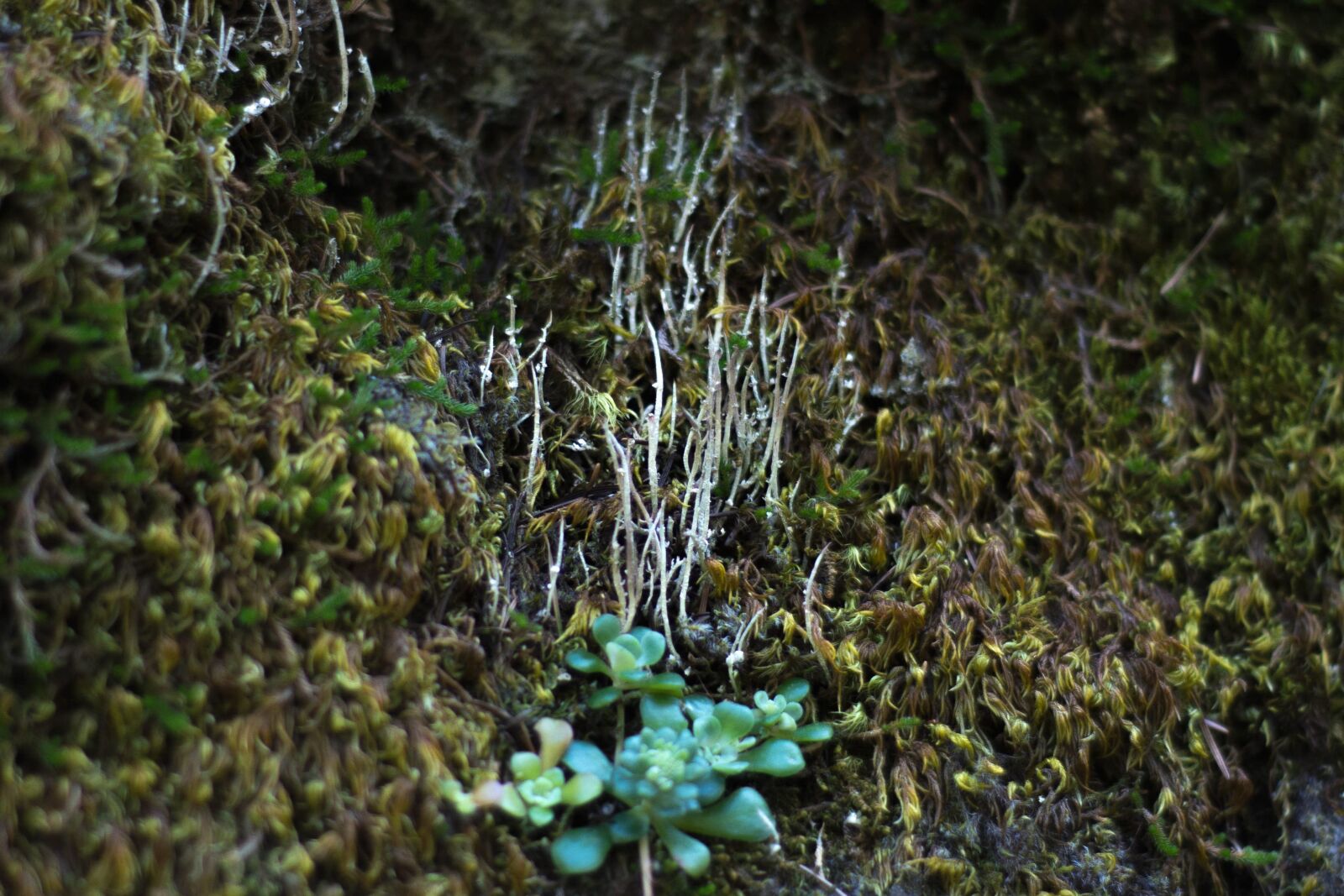 Nikon D5200 sample photo. Nature, moss, flora, leaf photography