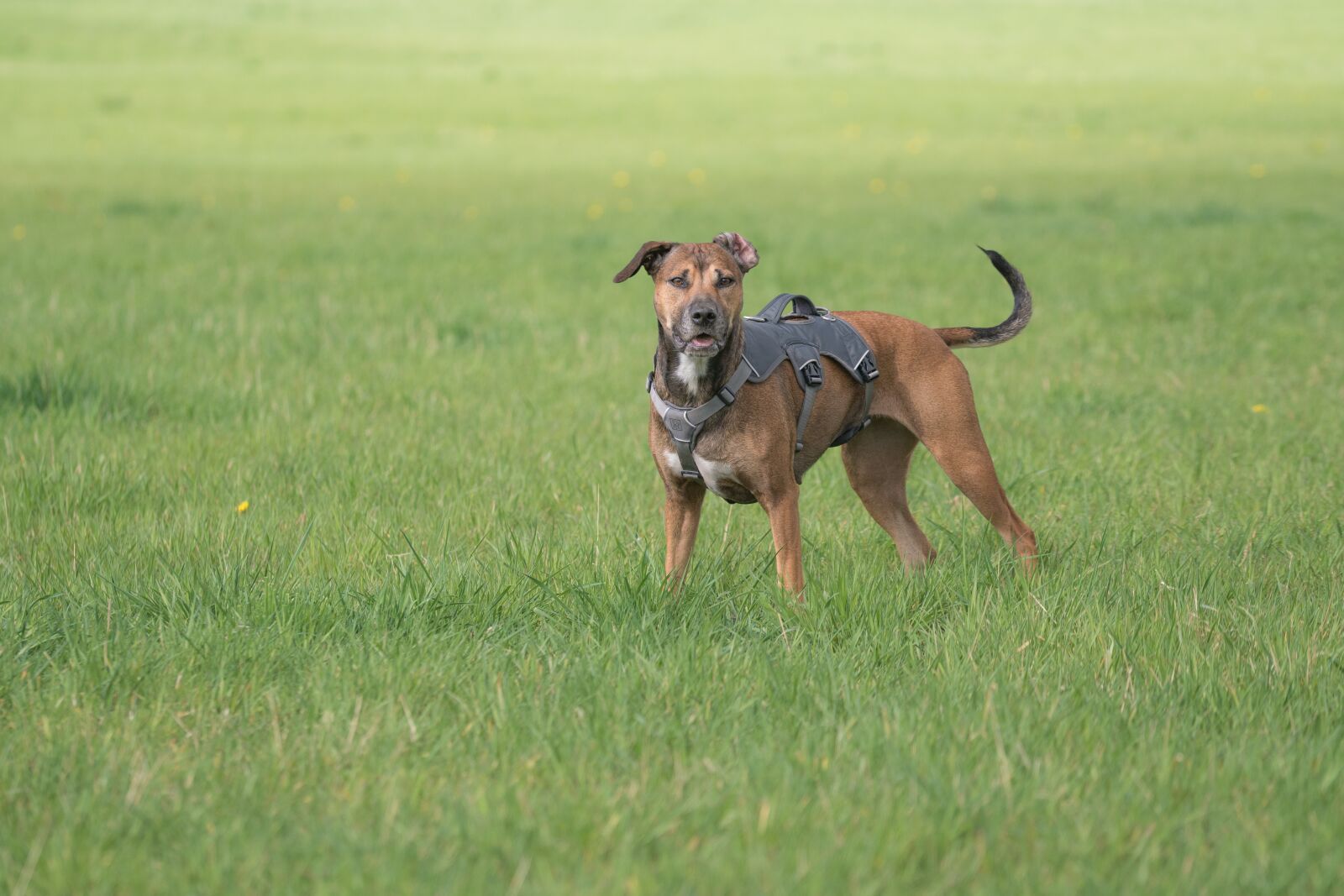 Sony a6300 + Sony FE 70-200mm F4 G OSS sample photo. Dog, meadow, play photography