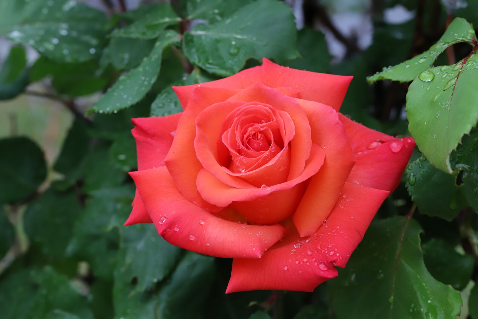 Canon EOS 6D Mark II sample photo. Rose, petal, flowers photography