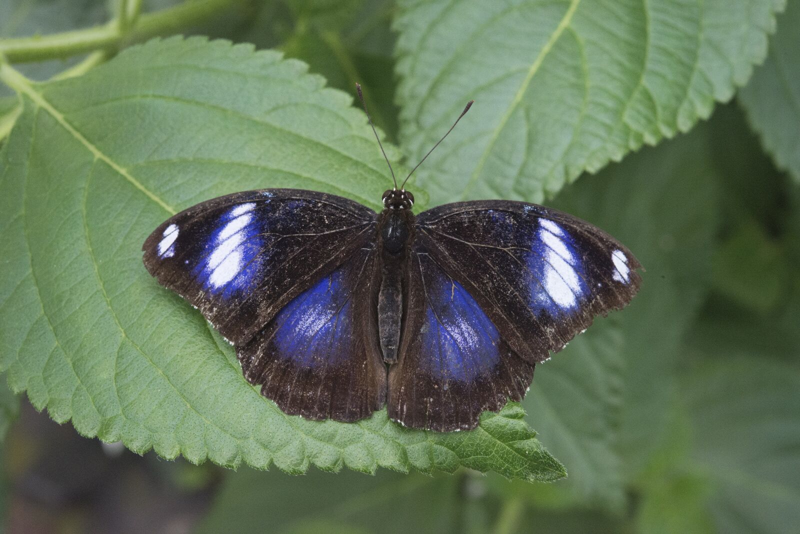 Nikon D800 sample photo. Butterfly, nature, wing photography