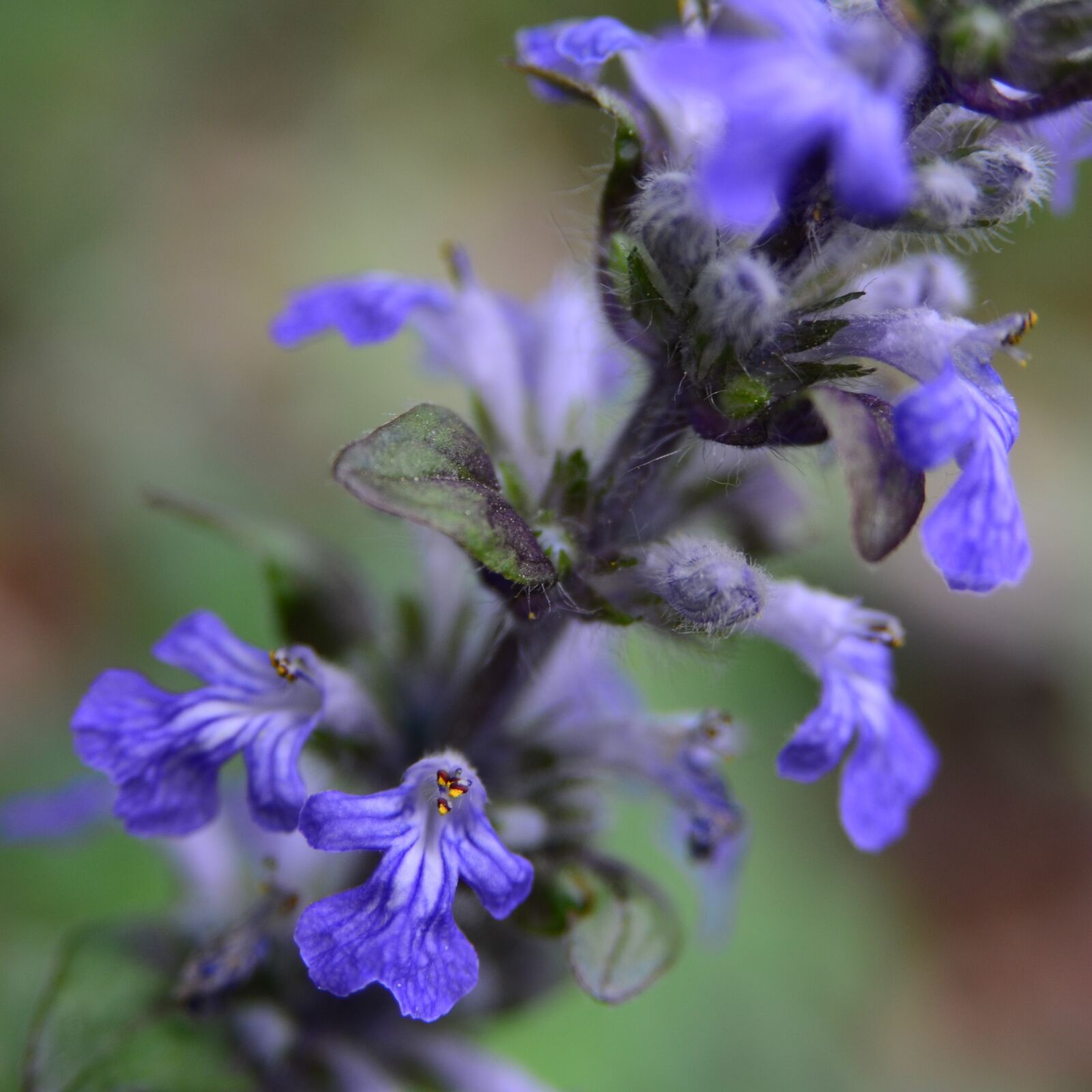 Nikon D7000 sample photo. Creeping blue bugle or photography