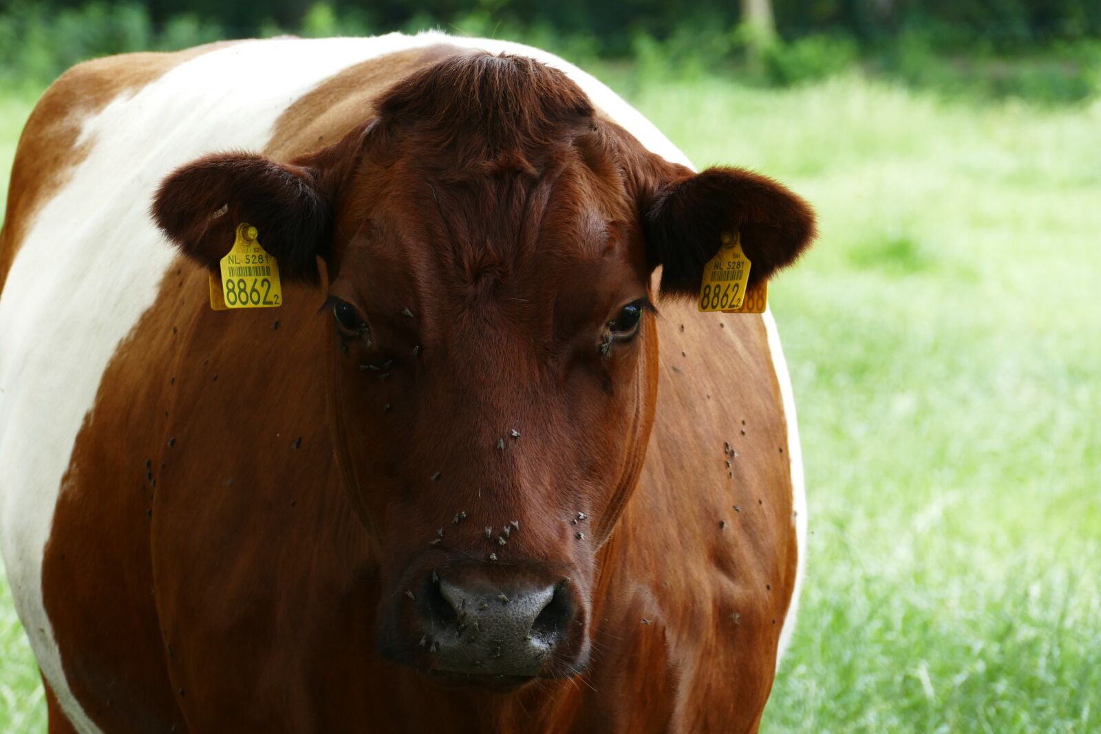 Panasonic Lumix DMC-FZ1000 sample photo. Lakenvelder, cow, cows photography