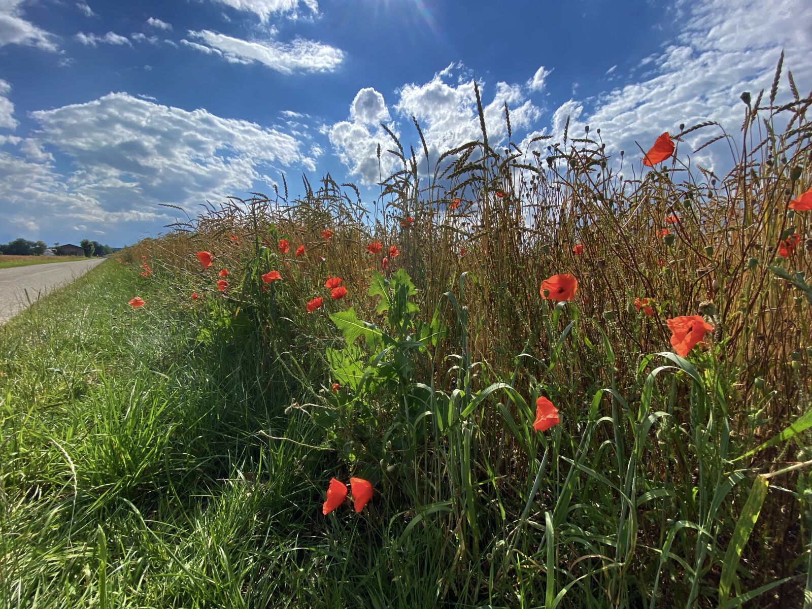iPhone 11 Pro Max back triple camera 1.54mm f/2.4 sample photo. Summer, meadow, landscape photography