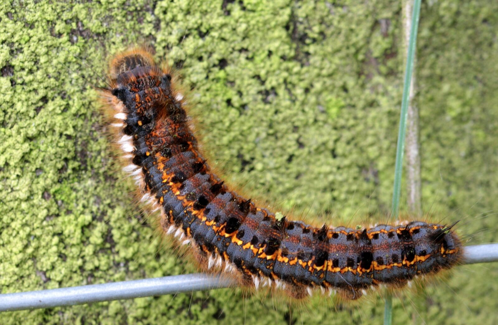 Canon EOS 650D (EOS Rebel T4i / EOS Kiss X6i) sample photo. Caterpillar, butterfly caterpillar, grass photography