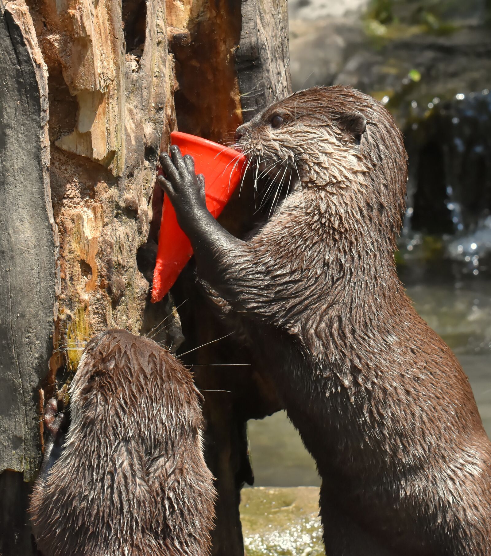 Nikon D7200 sample photo. Otter, play, playful photography