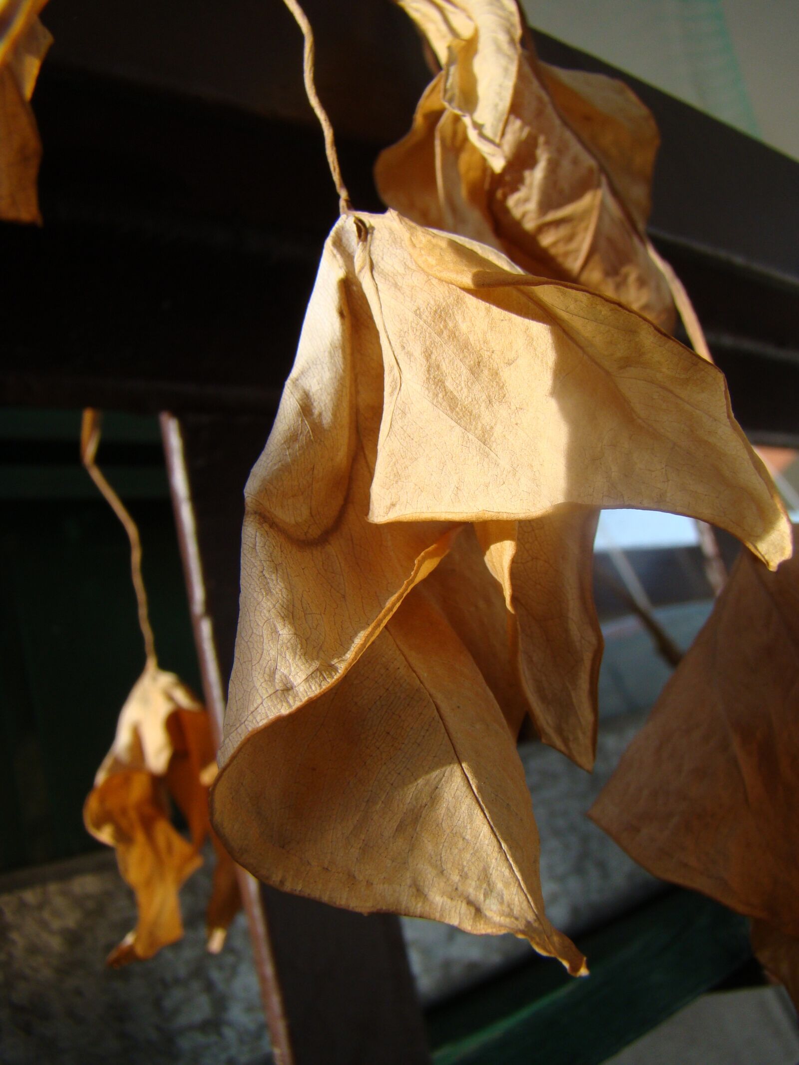 Sony Cyber-shot DSC-H50 sample photo. Dry leaves, dry flowers photography
