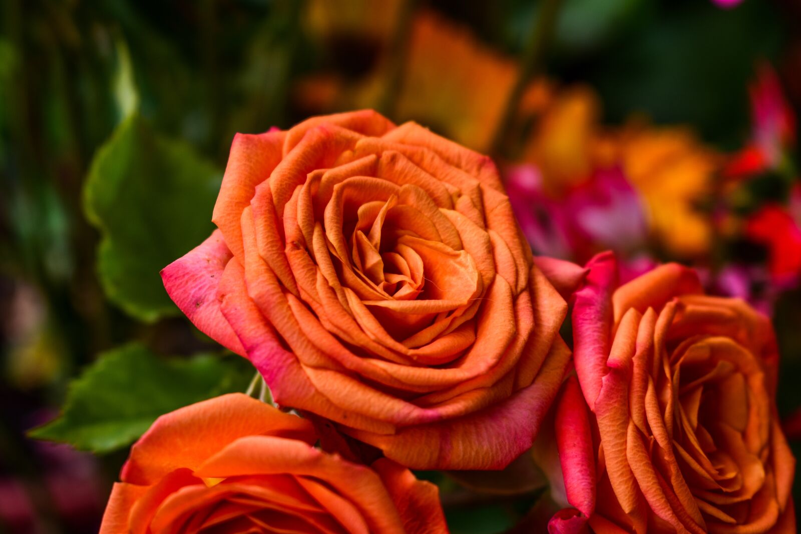 Nikon D3400 sample photo. Rosa, flower, petal photography
