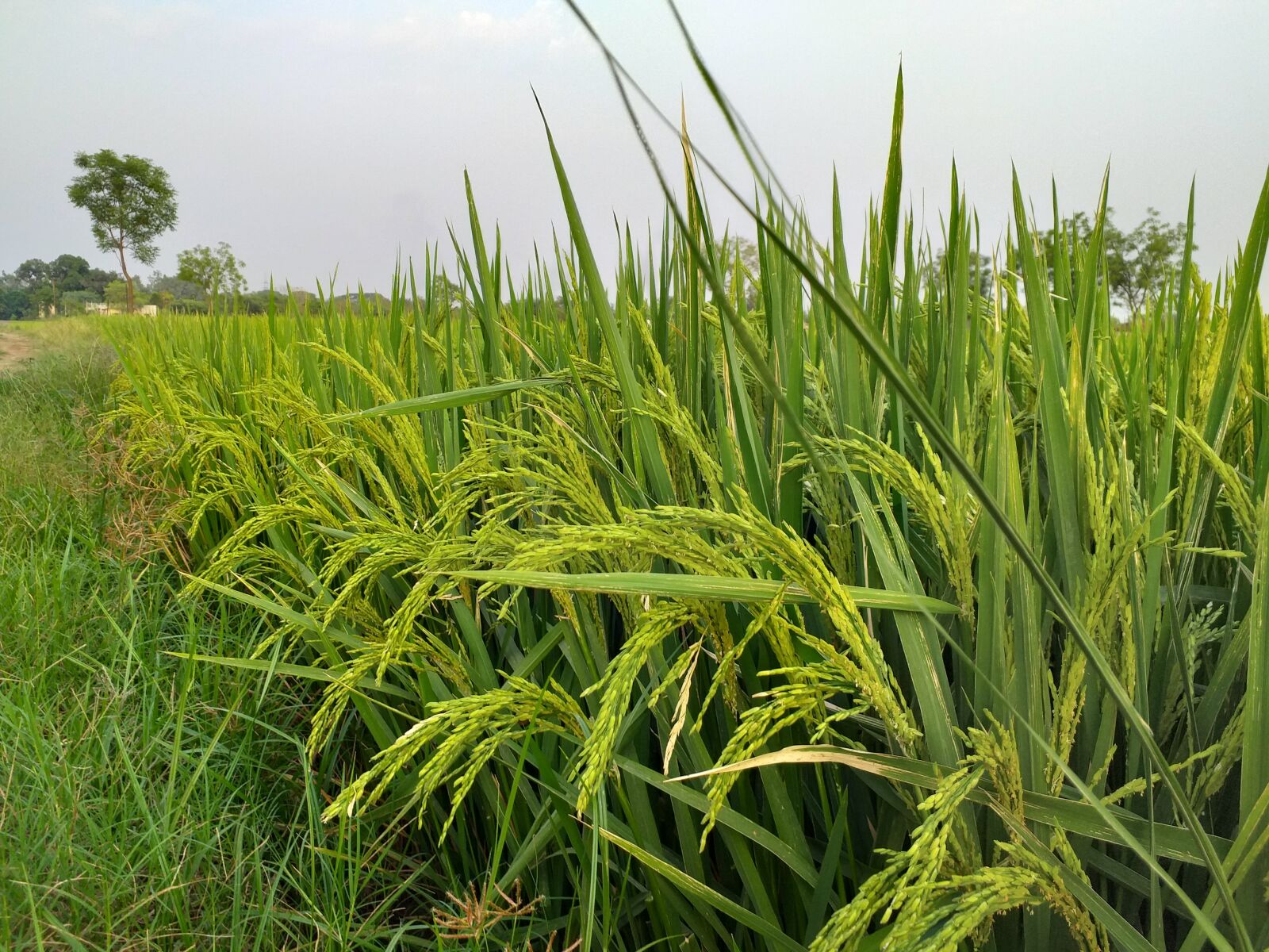 Samsung Galaxy J6+ sample photo. Paddy, plant, green photography