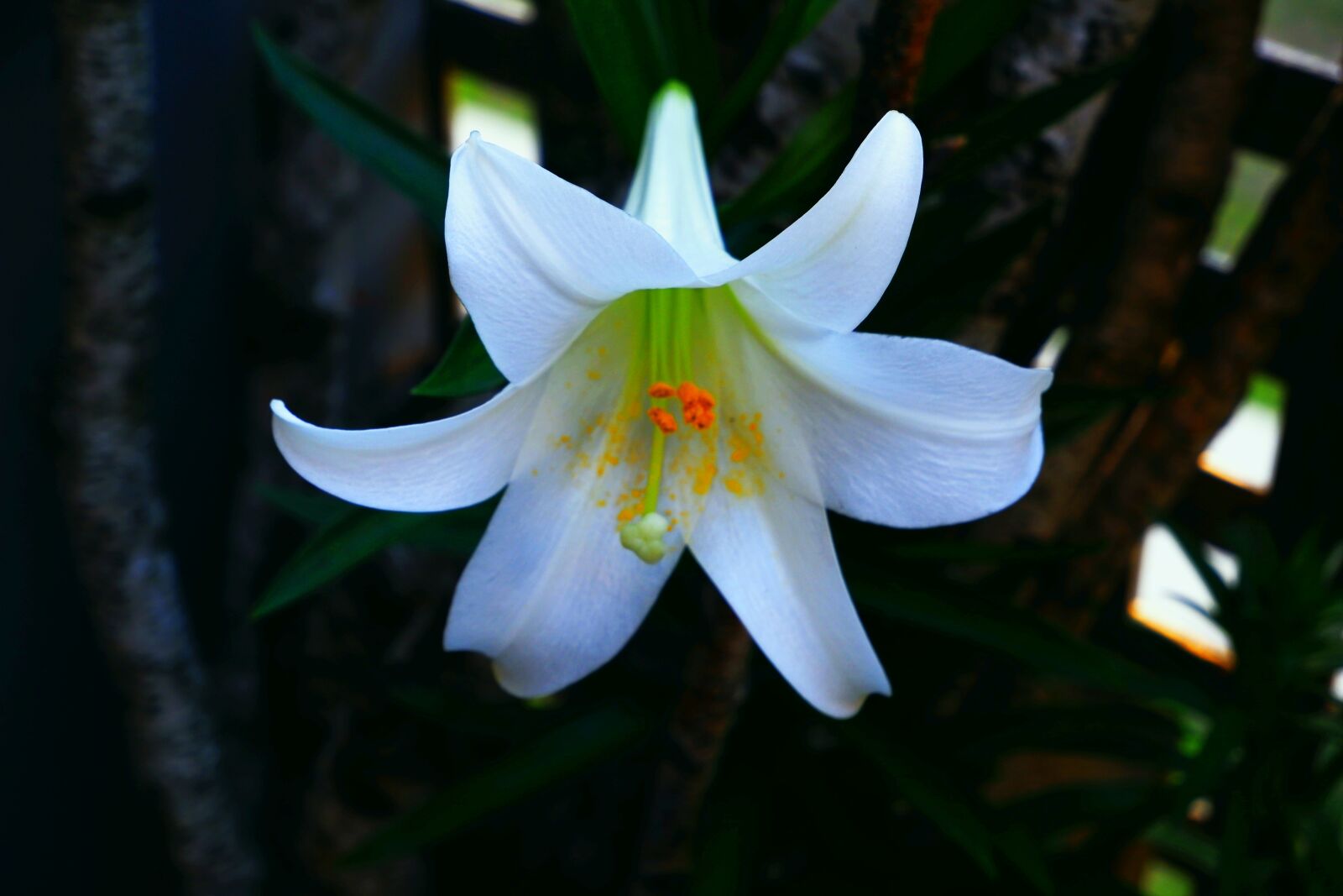 Fujifilm X-A5 sample photo. Flower, lily, white photography