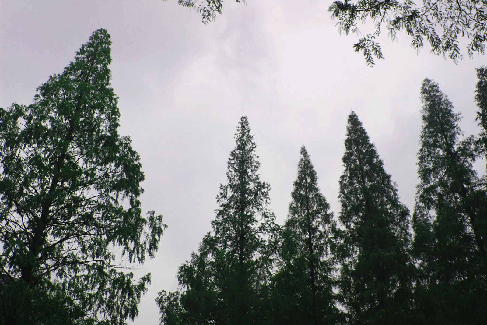 Canon EOS 600D (Rebel EOS T3i / EOS Kiss X5) sample photo. Tree, the branches, sky photography