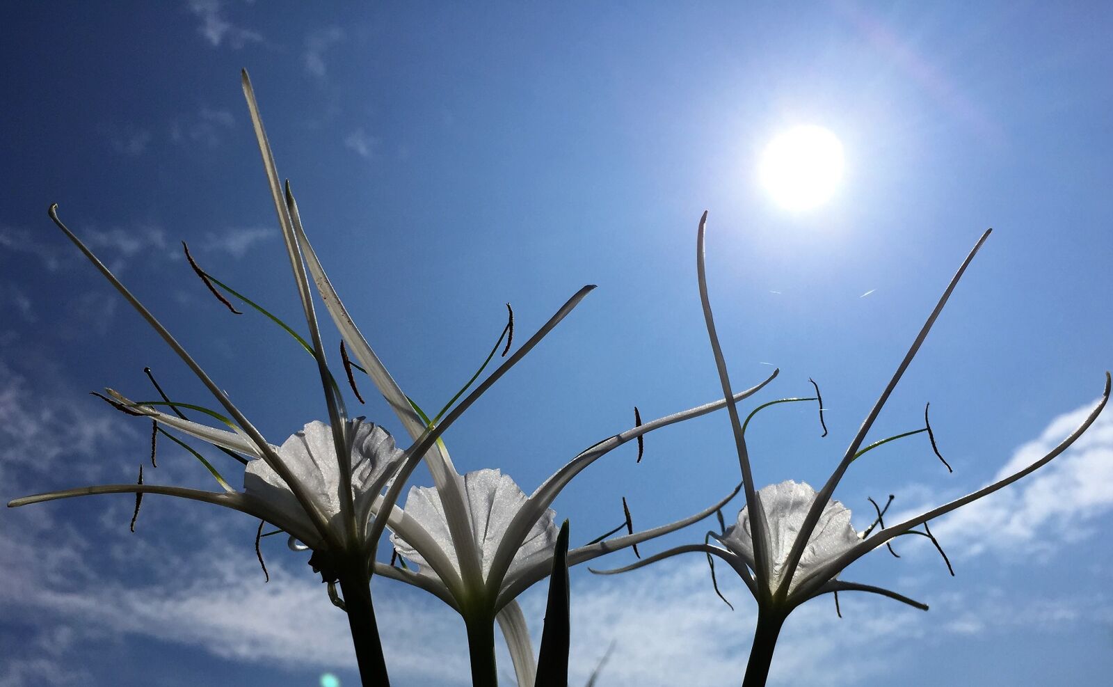 iPhone 6 Plus back camera 4.15mm f/2.2 sample photo. Flower, sky, blue photography