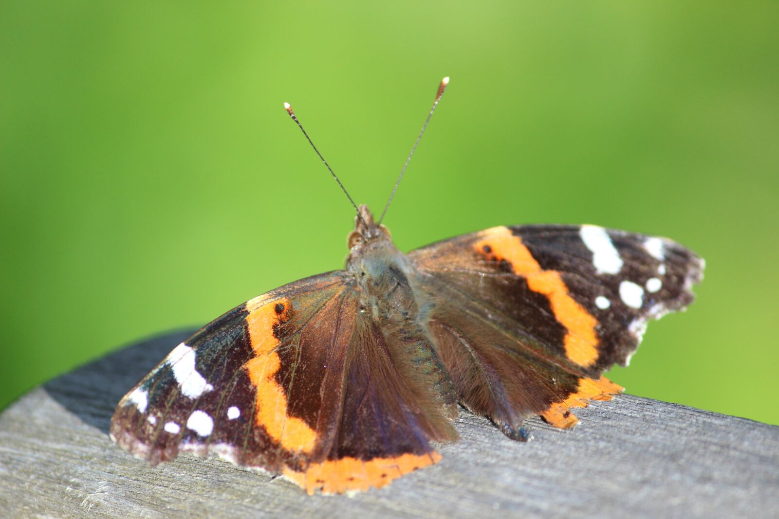 Canon EOS 600D (Rebel EOS T3i / EOS Kiss X5) sample photo. Butterfly, sun, brown bear photography