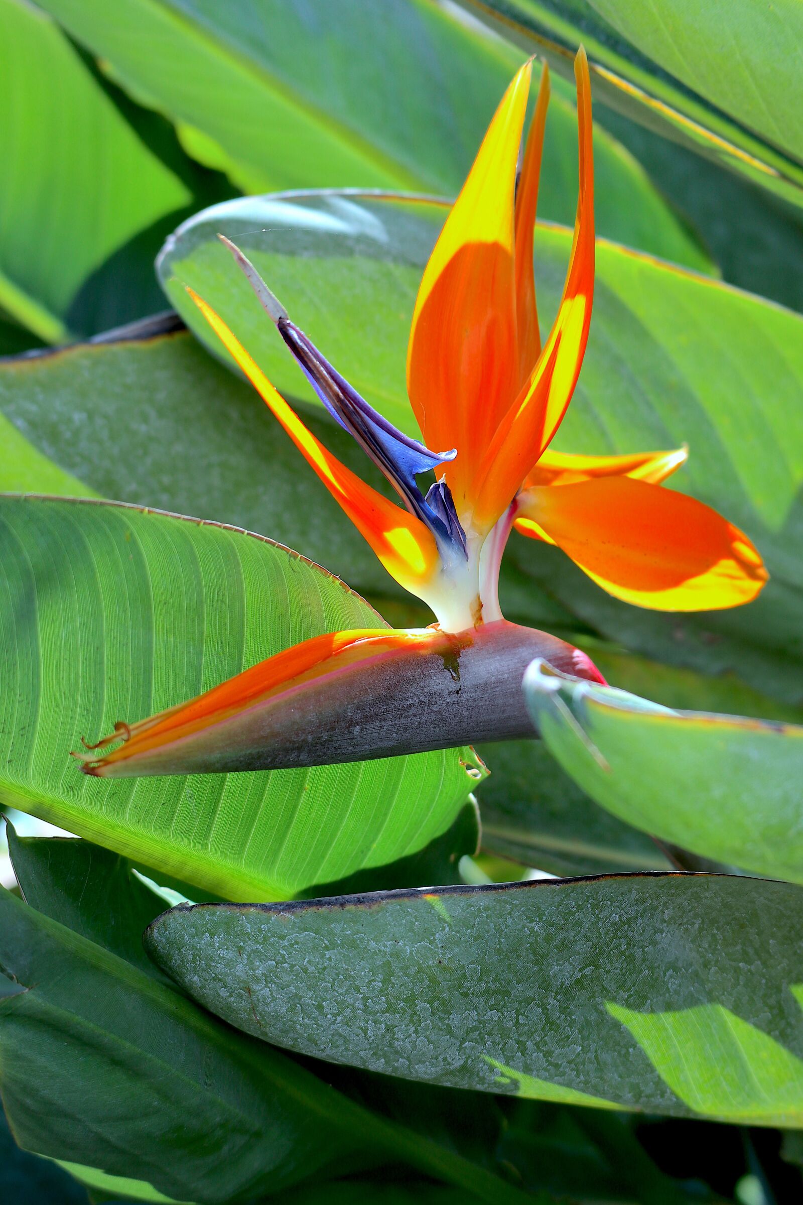 Canon EOS M100 sample photo. Parrot flower, exotic, bright photography