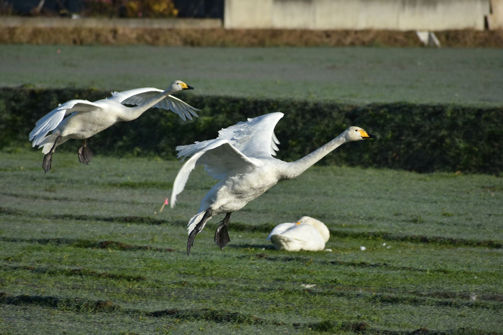 Nikon D7200 sample photo. Animal, morning, the countryside photography