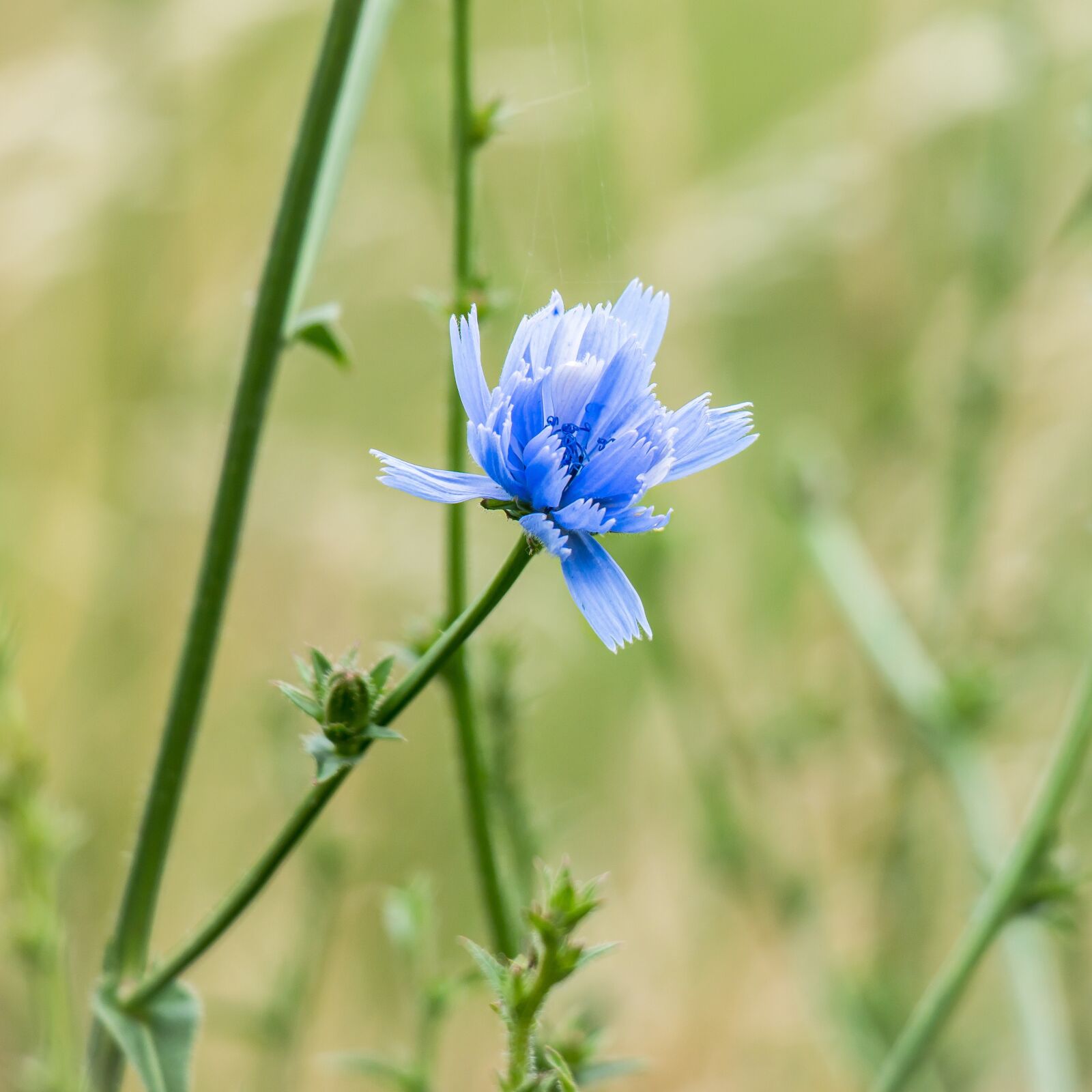 Samsung NX300M + Samsung NX 50-200mm F4-5.6 ED OIS sample photo. Common chicory, ordinary chicory photography