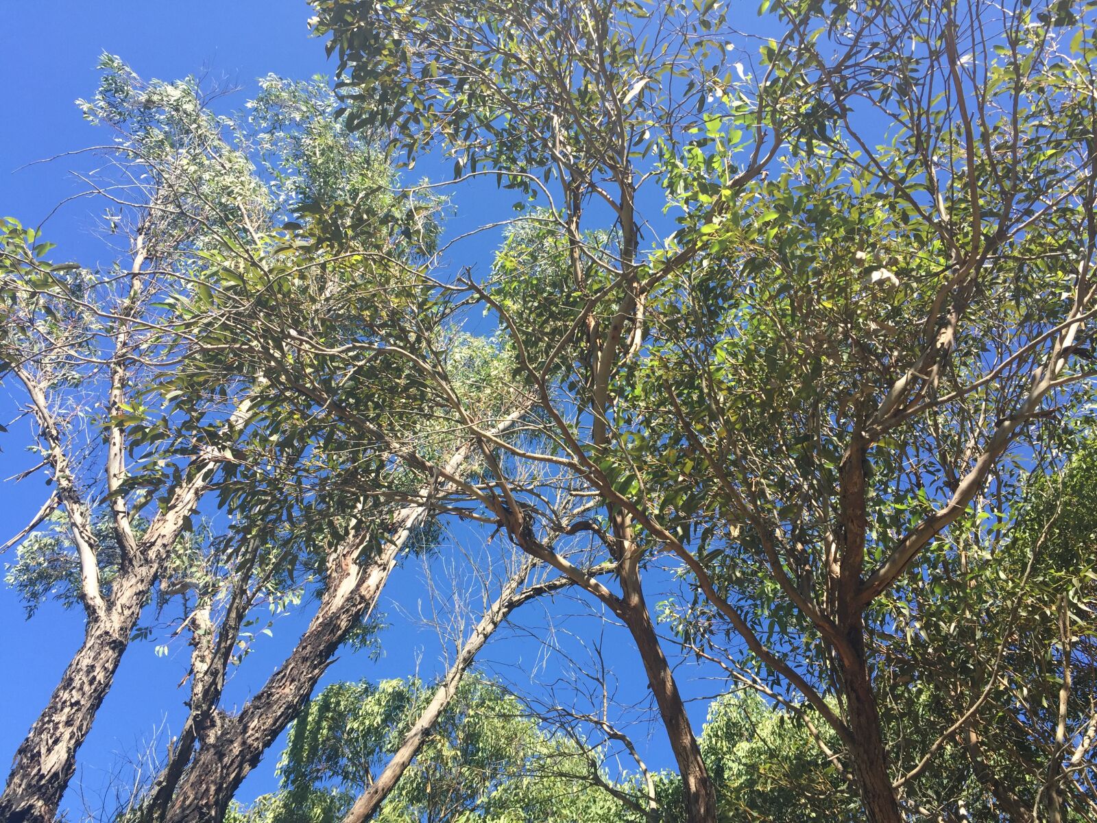 Apple iPhone 6 sample photo. Blue, branches, sky, trees photography