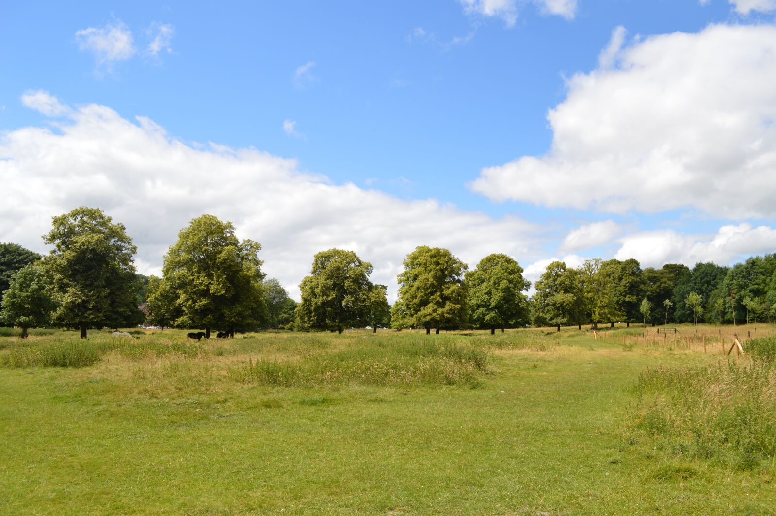 Nikon D3200 sample photo. Sky, woods, nature photography