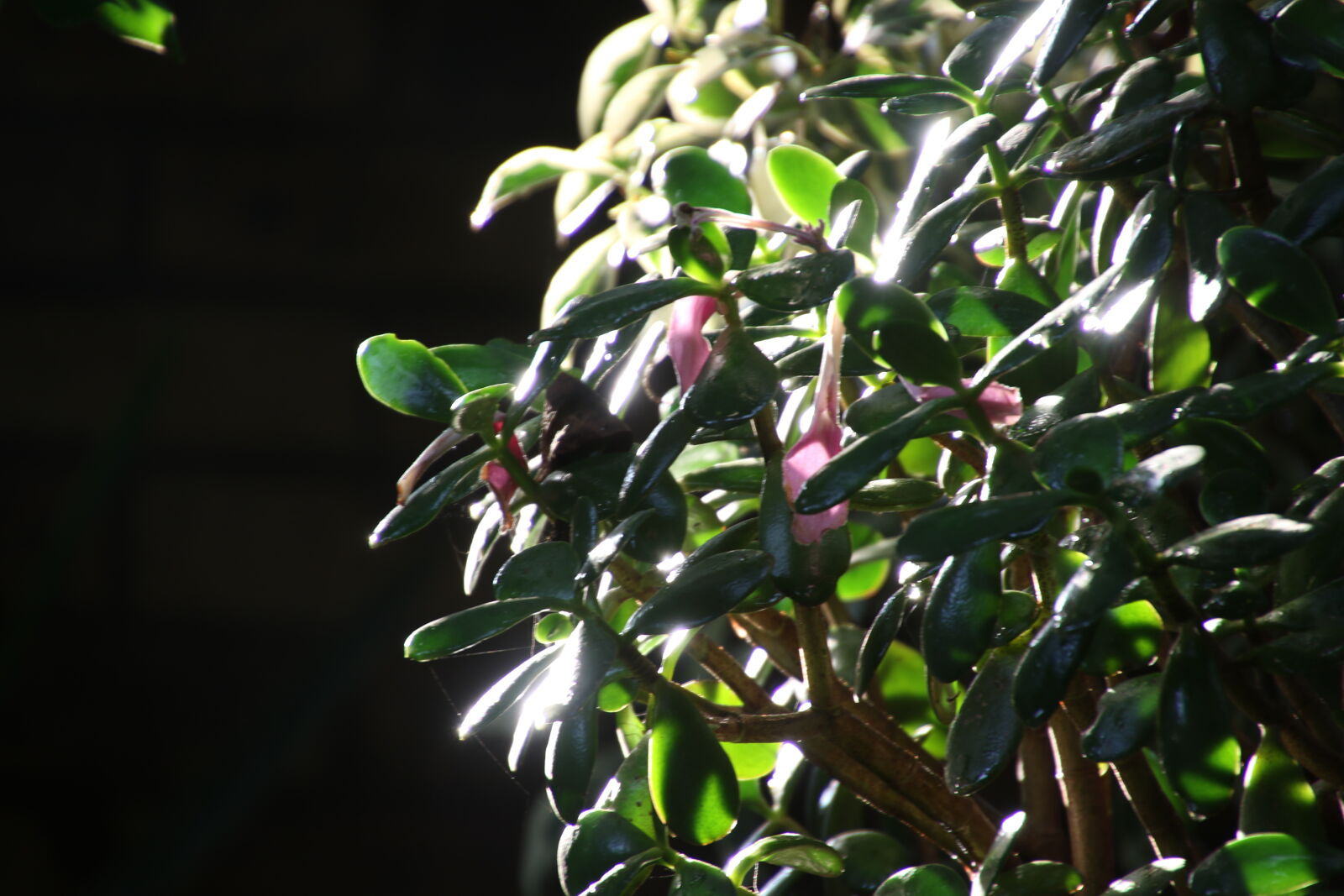 Canon EOS 7D Mark II sample photo. Bright, garden, green, leaves photography