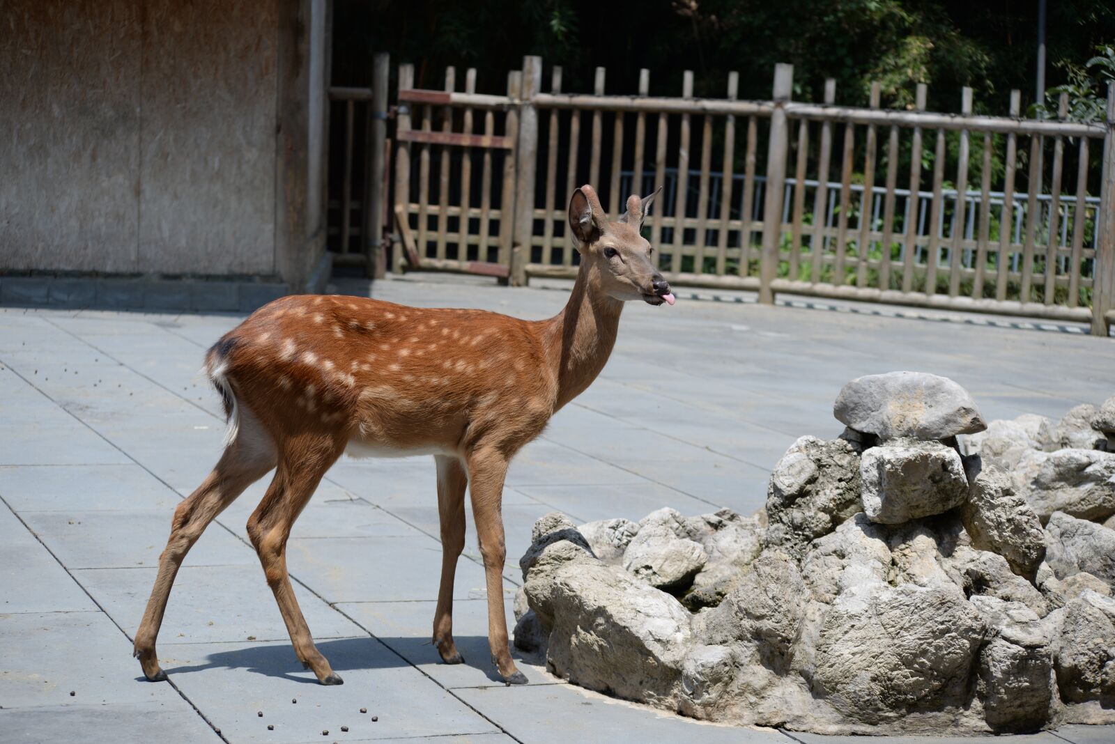 Nikon D610 sample photo. China, chengdu, jinsha museum photography