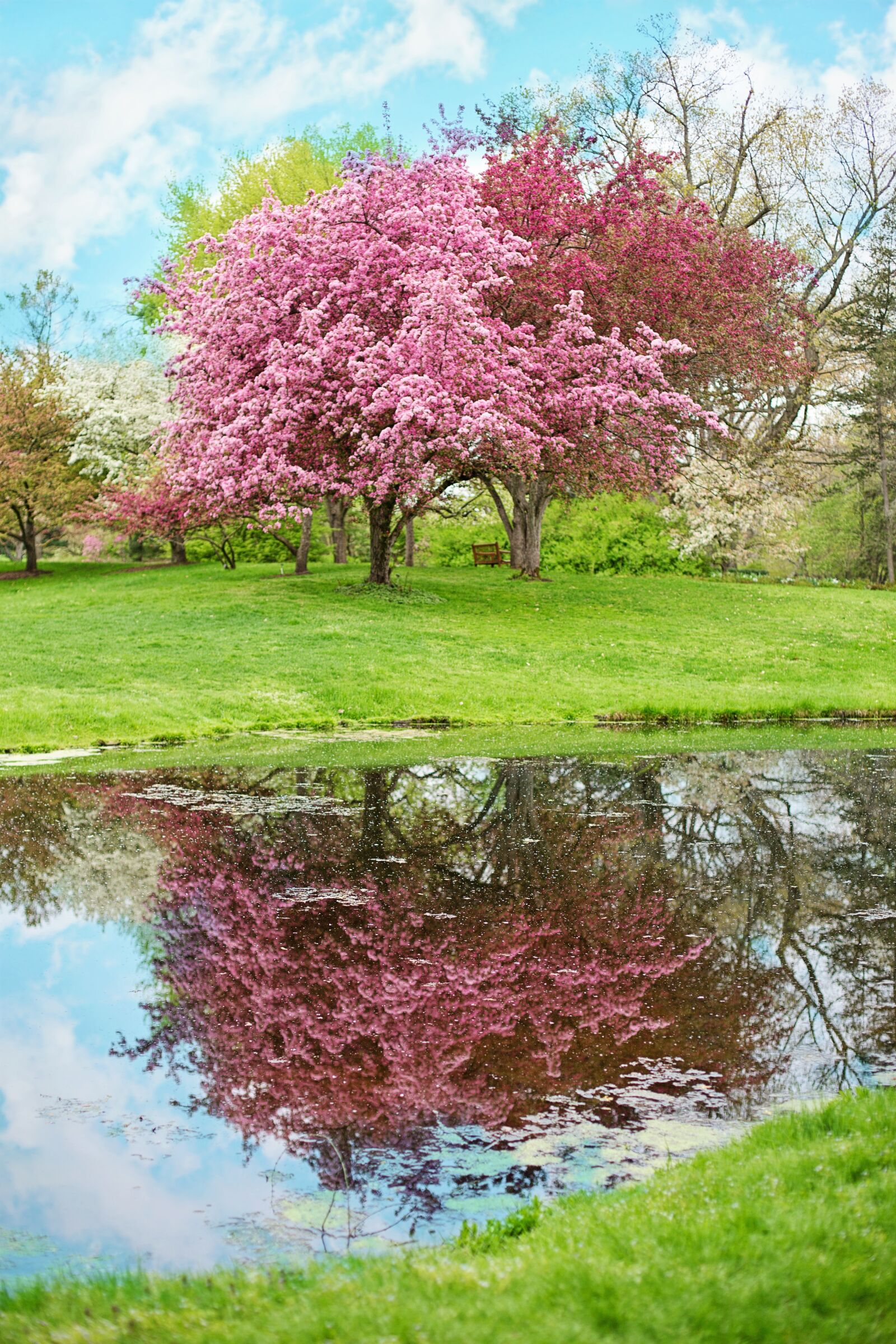Canon EF 50mm F1.4 USM sample photo. Spring, pink flowers, pink photography