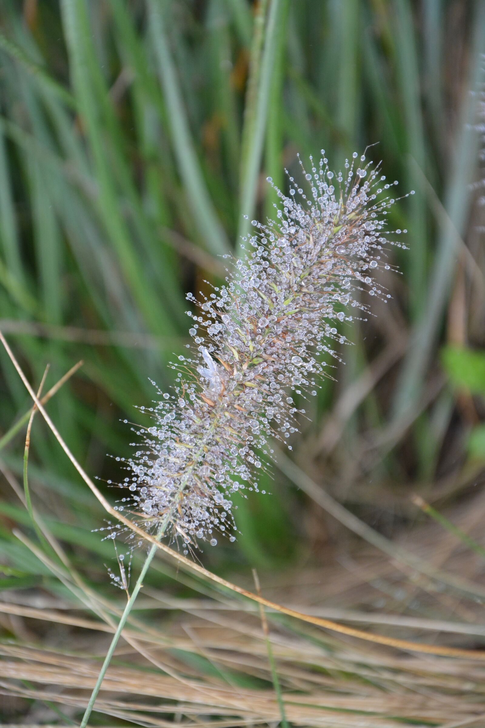 Nikon D5200 sample photo. Plant, seed, droplets of photography