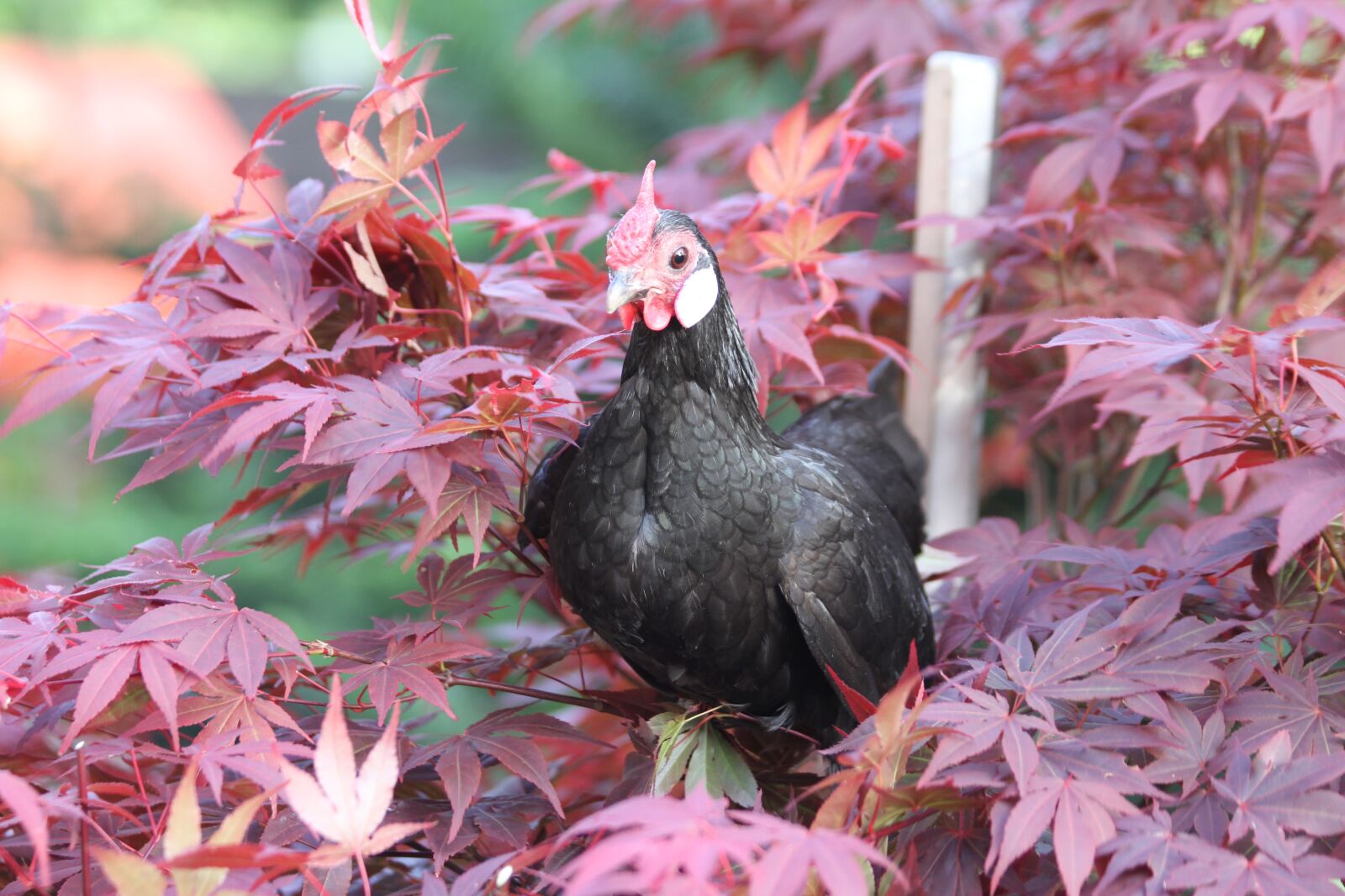 Canon EOS 7D sample photo. Hen, chicken, bantam photography
