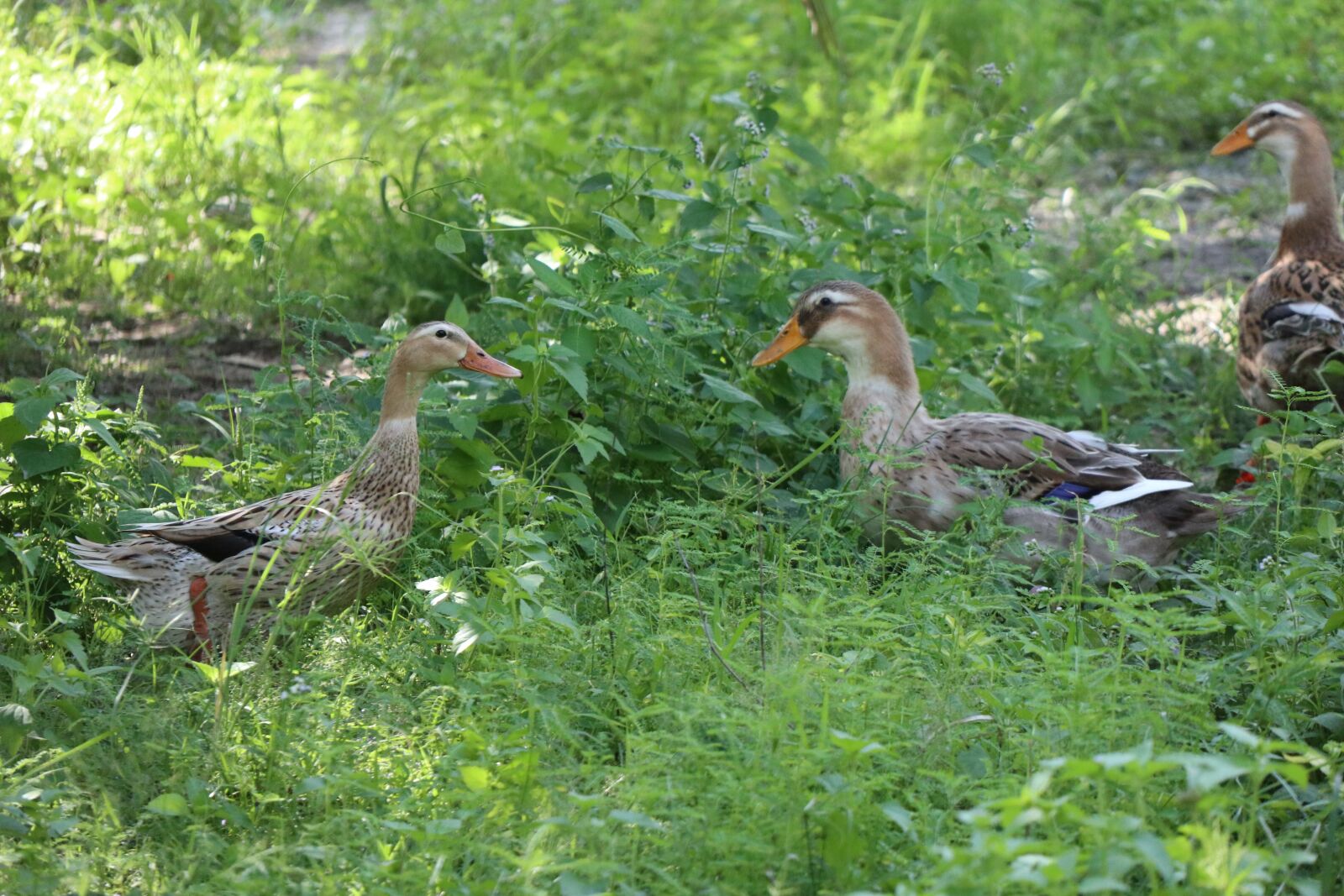 Canon EOS M6 sample photo. Friendship, talking ducks, greenfield photography