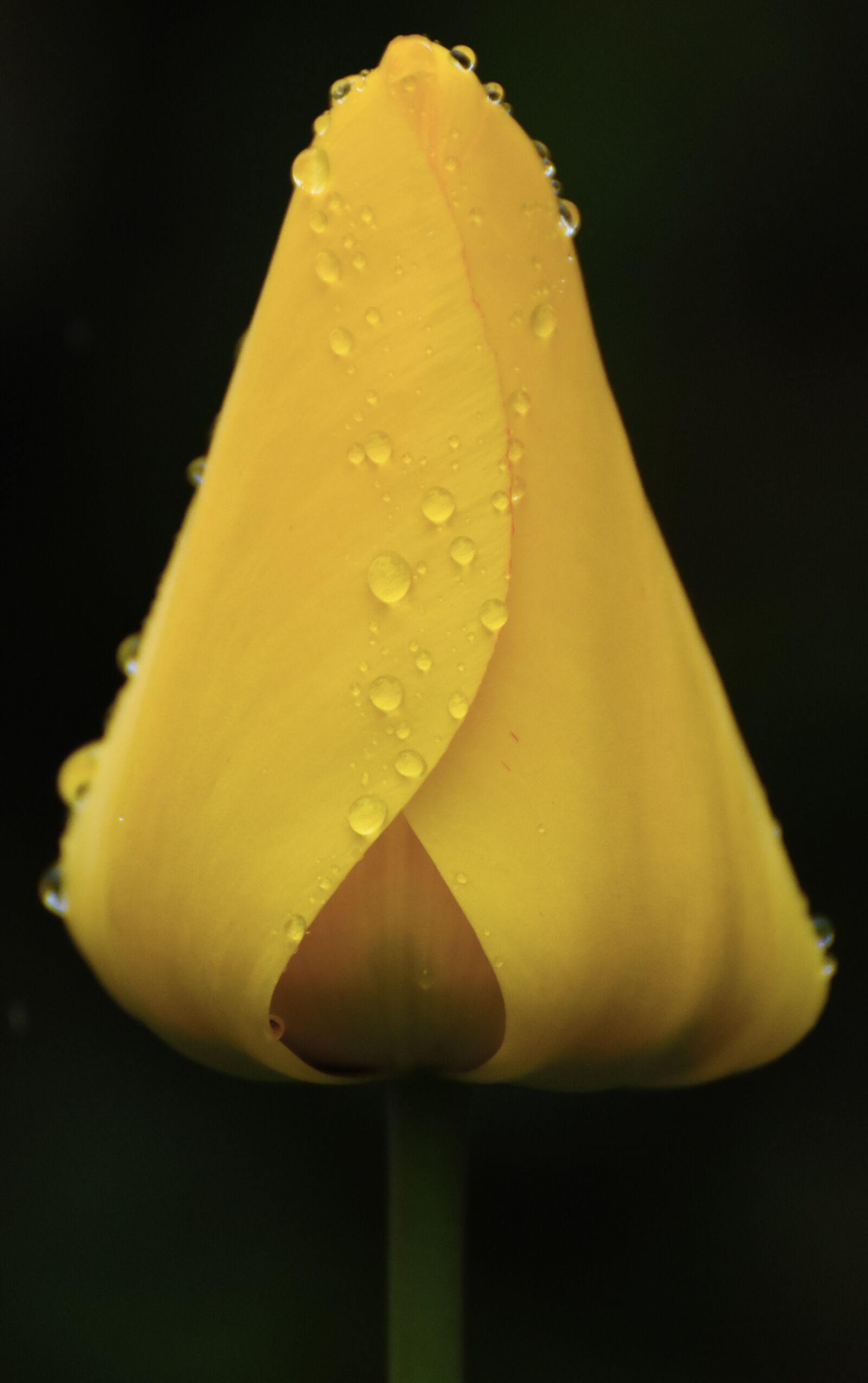 Nikon D7200 sample photo. Yellow, tulip, drop of photography