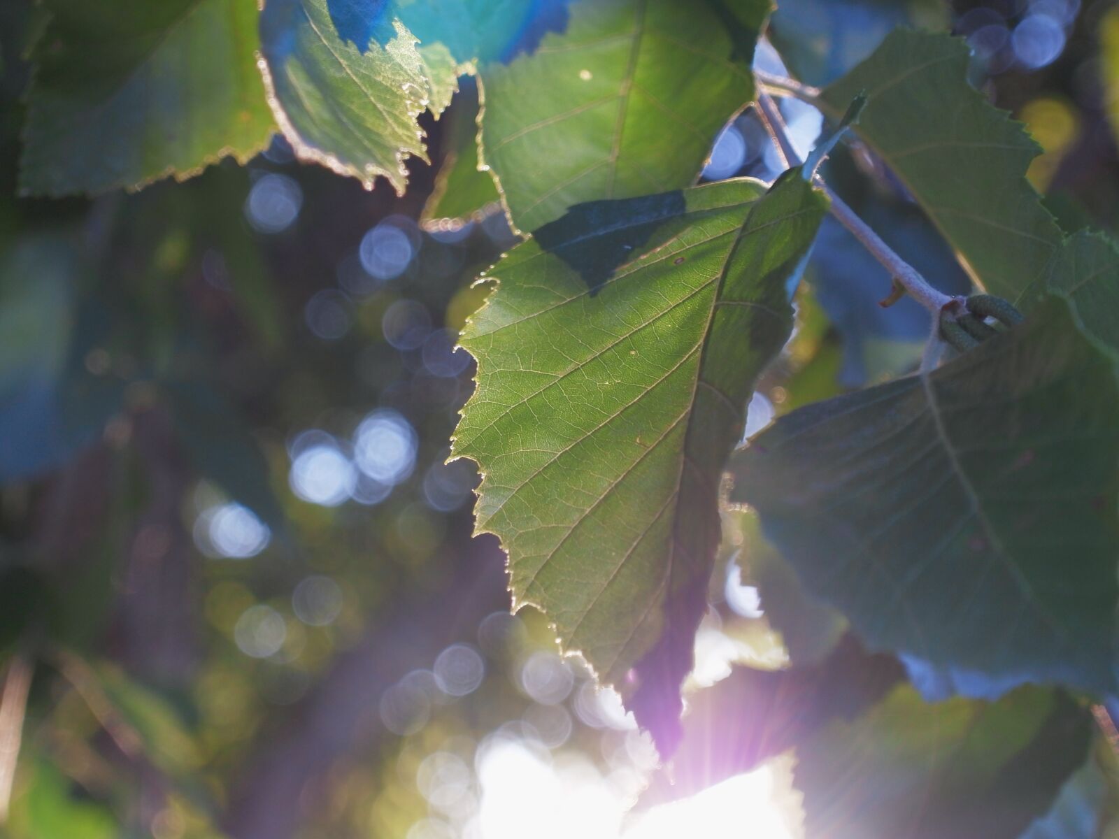 YI TECHNOLOGY M1 sample photo. Light, leaves, nature photography