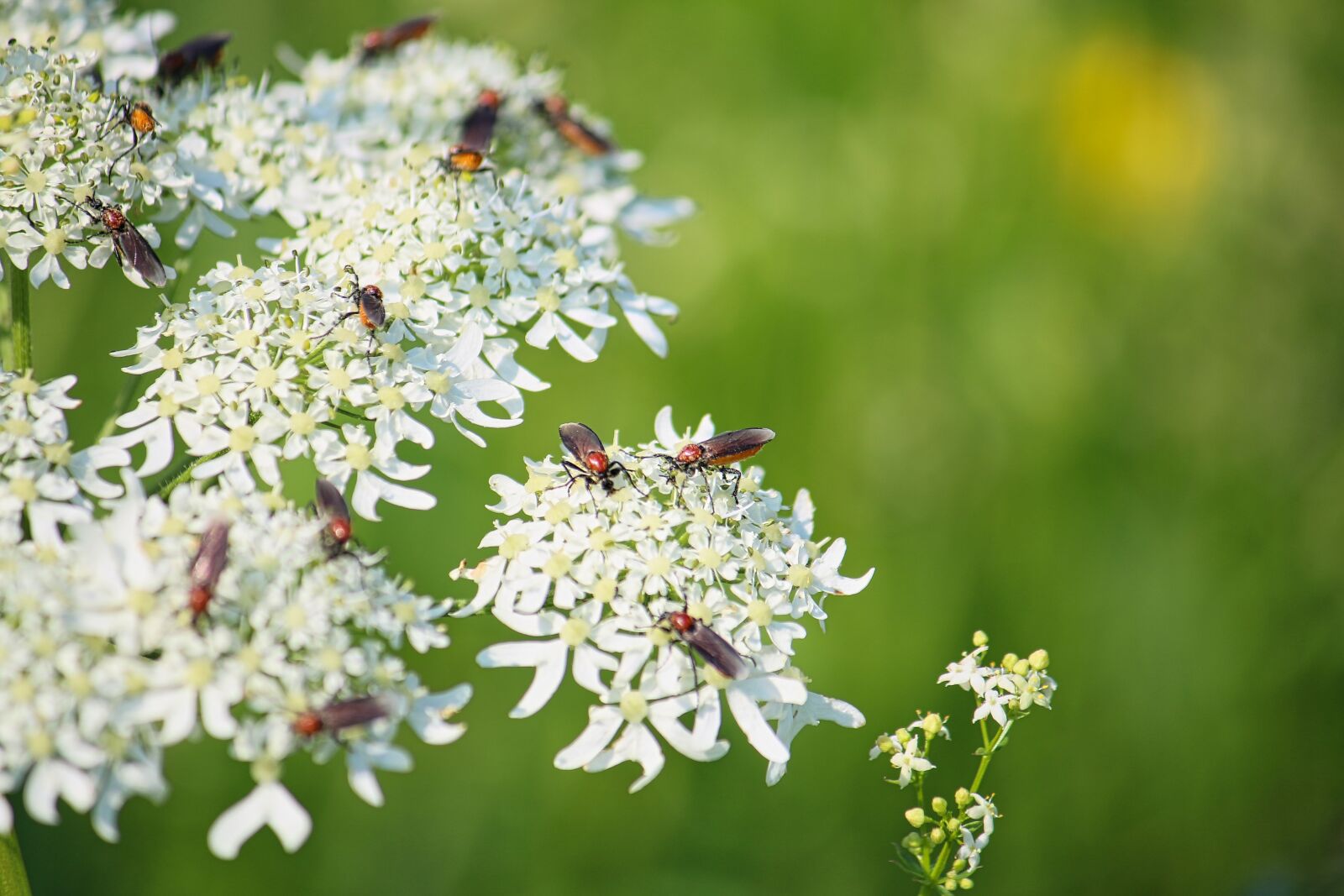 Canon EF-S 55-250mm F4-5.6 IS sample photo. Flower meadow, beetle, blossom photography
