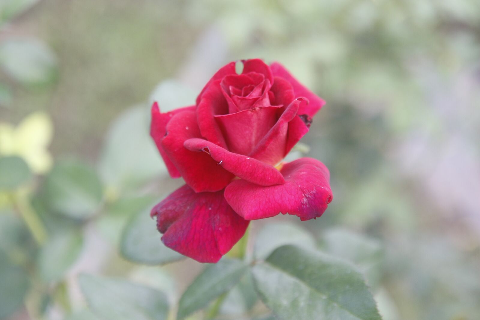 Canon EOS 700D (EOS Rebel T5i / EOS Kiss X7i) sample photo. Flower, nature, plant photography