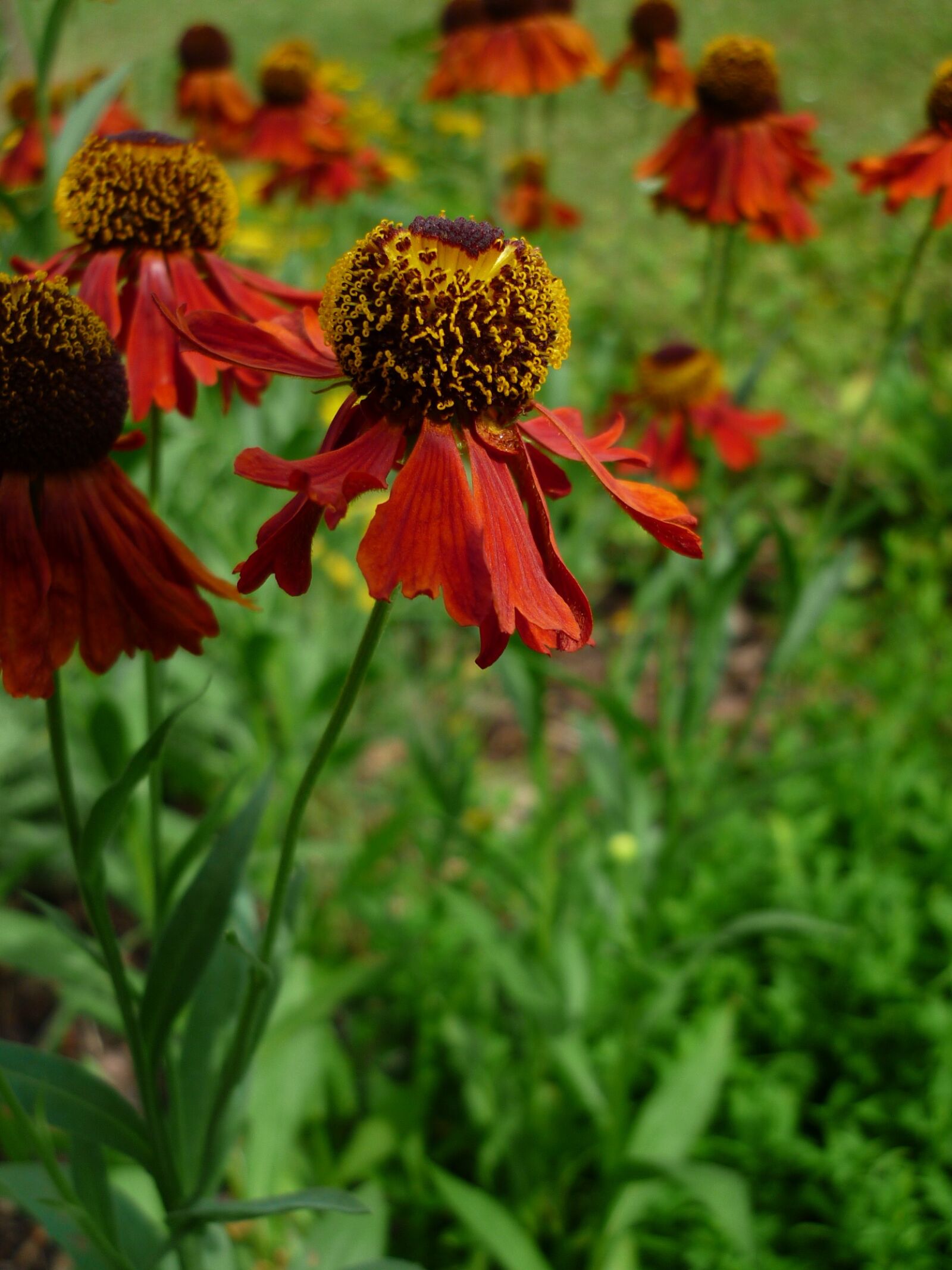 Panasonic Lumix DMC-FS6 sample photo. M dchenauge, nature, flower photography