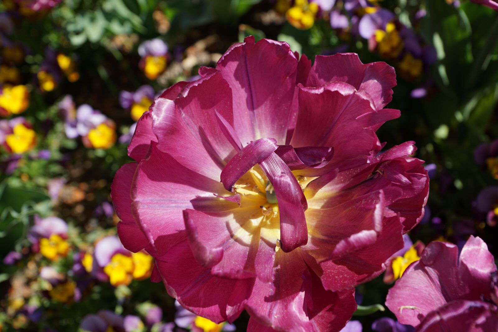 Sony DT 16-50mm F2.8 SSM sample photo. Peony, pink, flower photography